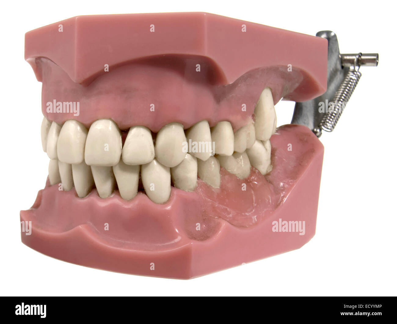 Conjunto de dientes postizos, vista lateral Fotografía de stock - Alamy