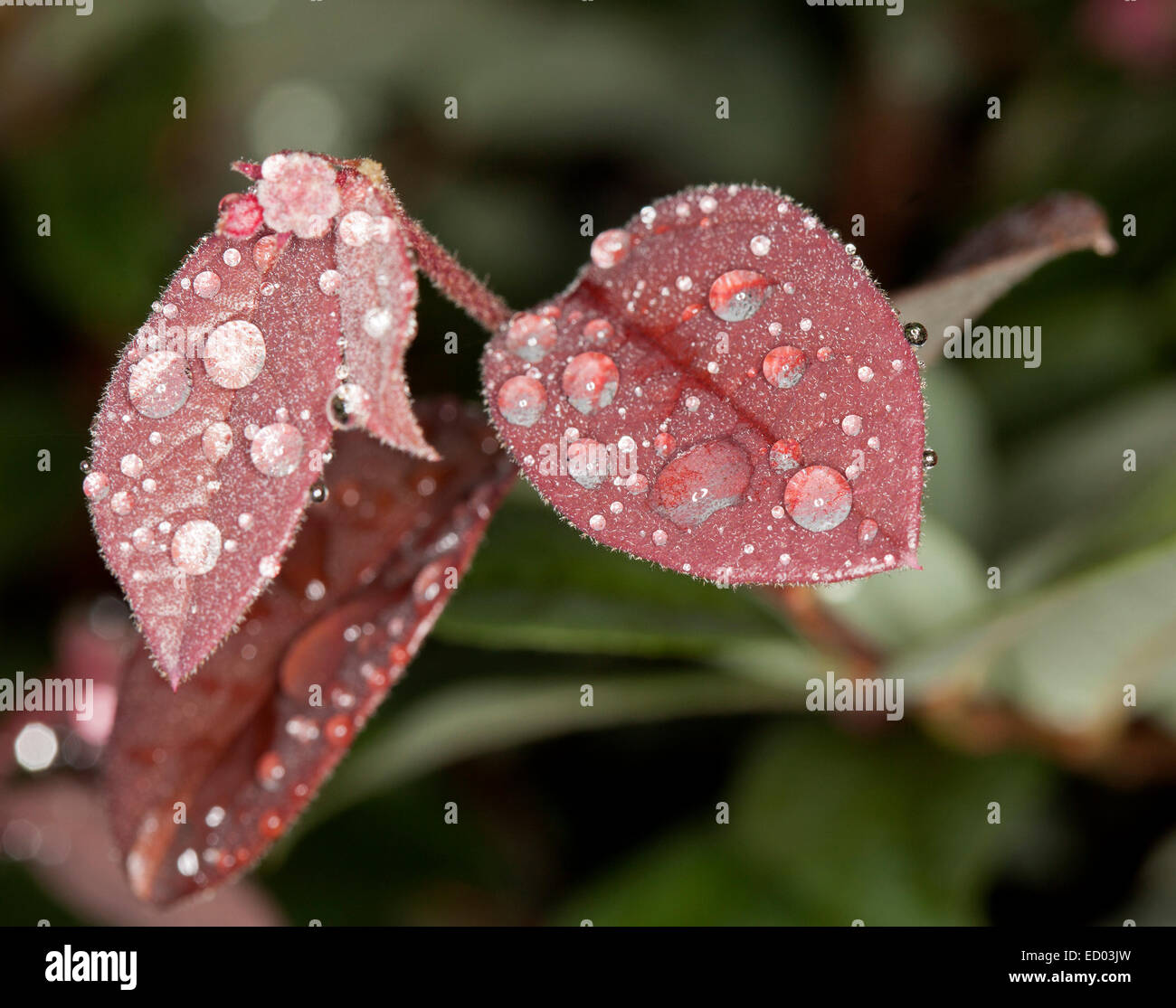 Rojo de hojas en forma de corazón de Loropetalum chinensis, fringe flor, con gotas de agua brillando como joyas -contra el verde oscuro bkgrd Foto de stock