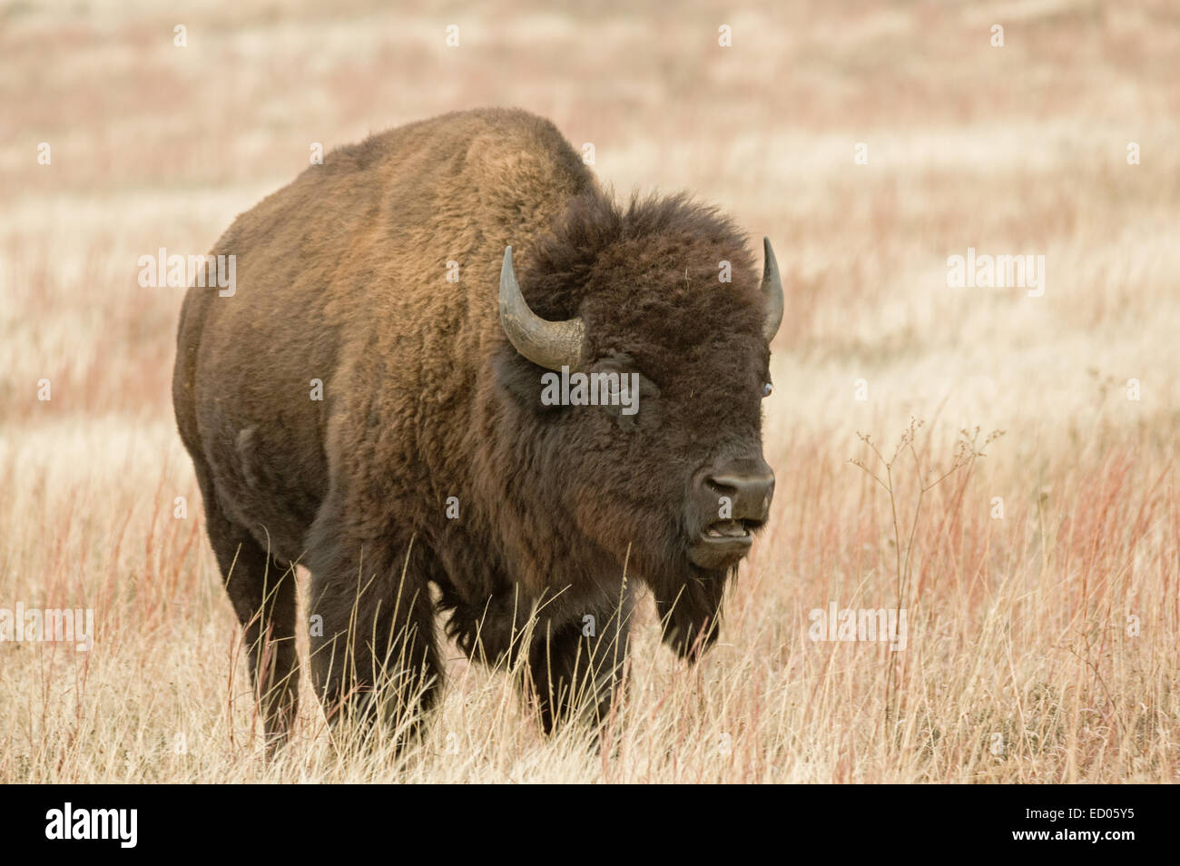 El bisonte o búfalo americano en el campo de la pradera con la boca abierta Foto de stock