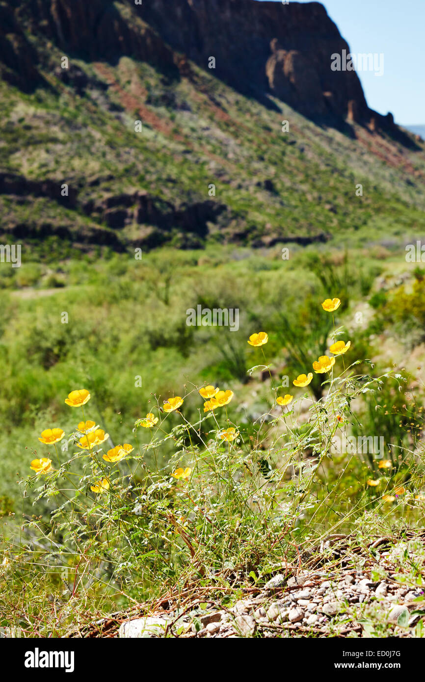 Flores amarillas, el Parque Estatal Big Bend Ranch, Texas, EE.UU. Foto de stock
