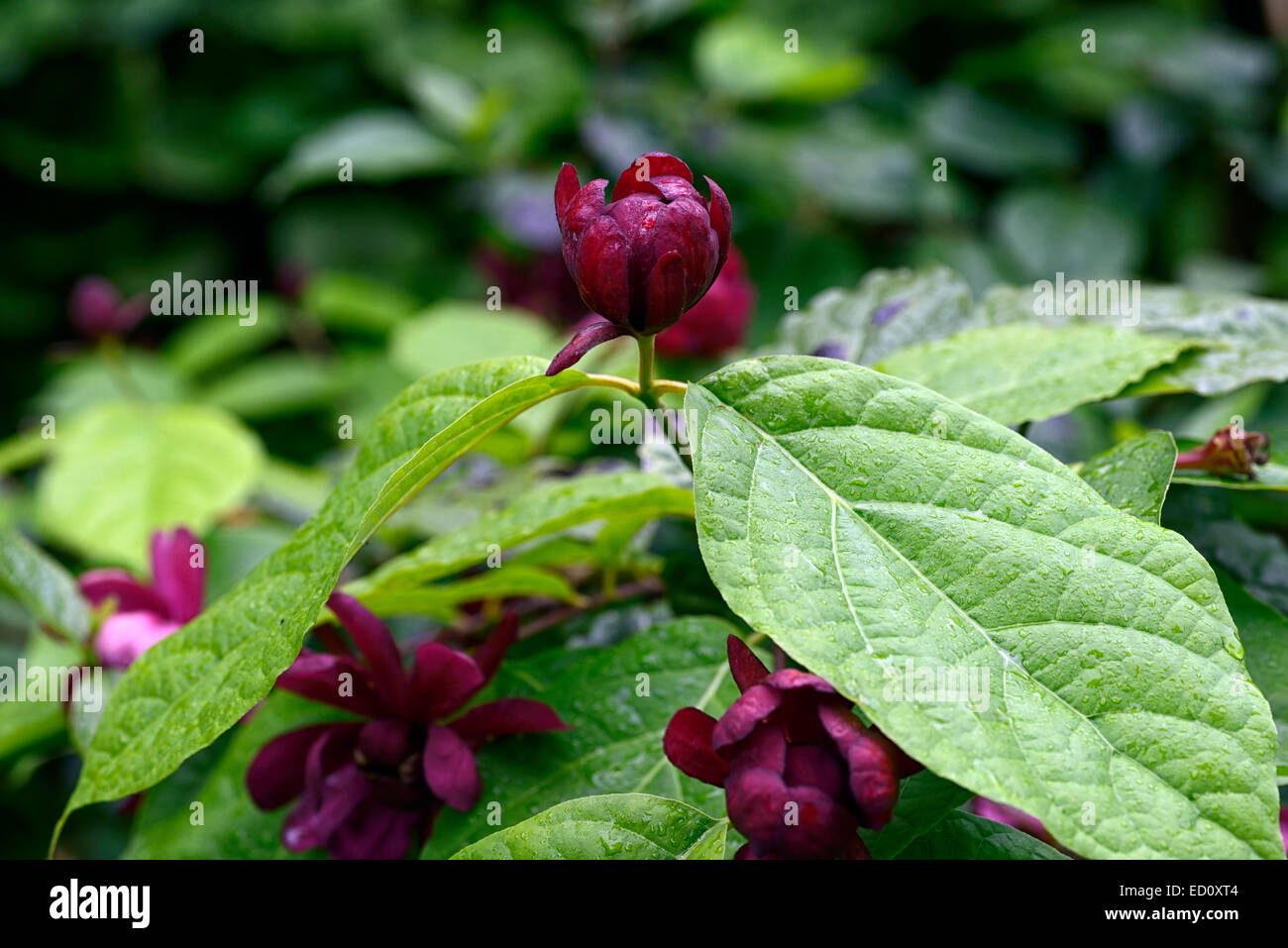 Flor de color burdeos fotografías e imágenes de alta resolución - Alamy