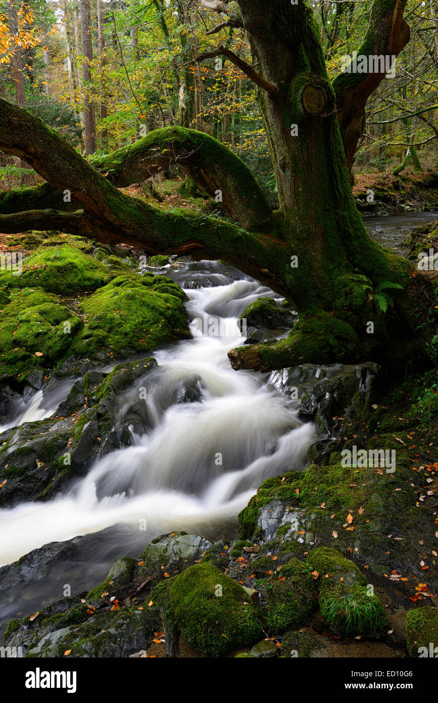 Parque Forestal Tollymore shimna el flujo del río que fluye a través del Condado de Down en Irlanda del Norte el otoño otoñal otoño Foto de stock