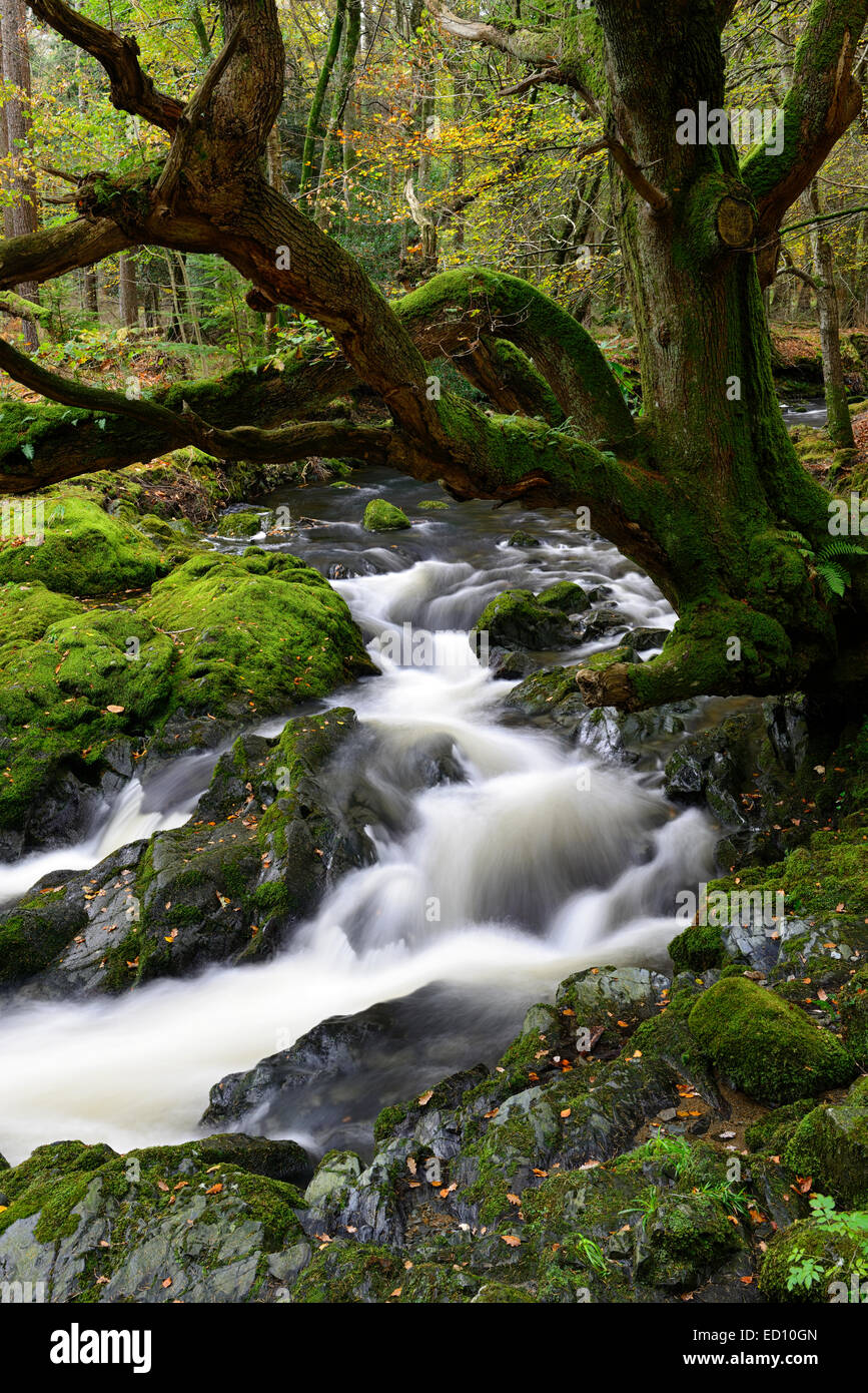 Parque Forestal Tollymore shimna el flujo del río que fluye a través del Condado de Down en Irlanda del Norte el otoño otoñal otoño Foto de stock