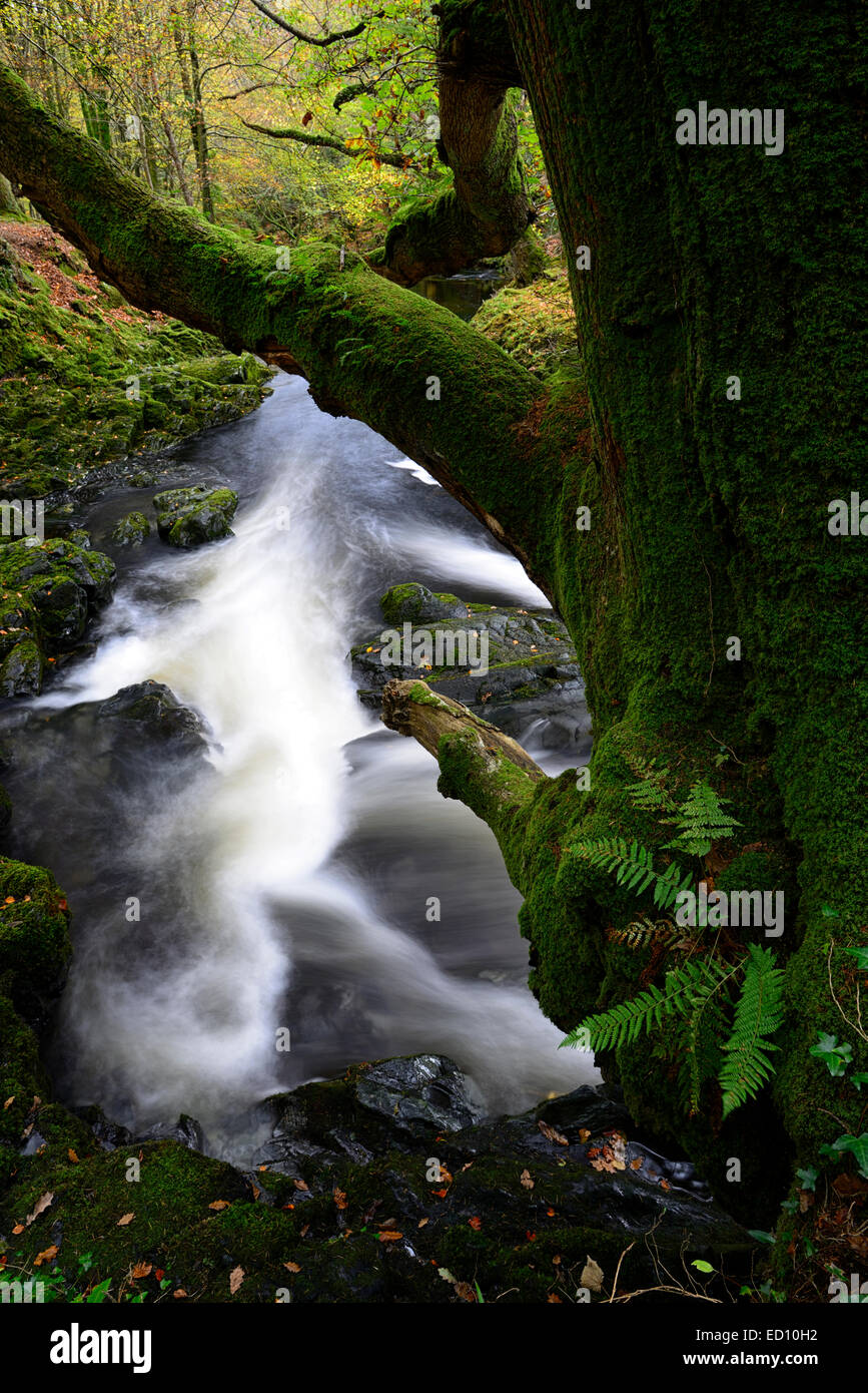 Parque Forestal Tollymore shimna el flujo del río que fluye a través del Condado de Down en Irlanda del Norte el otoño otoñal otoño Foto de stock