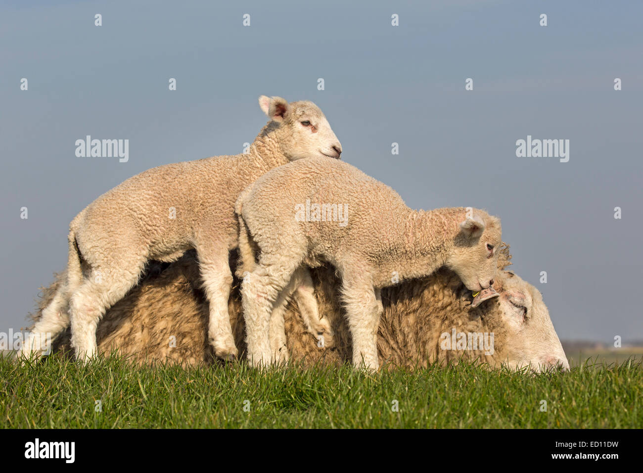 Ovejas con animales jóvenes, Frisia septentrional, Schleswig-Holstein, Alemania, Europa Foto de stock
