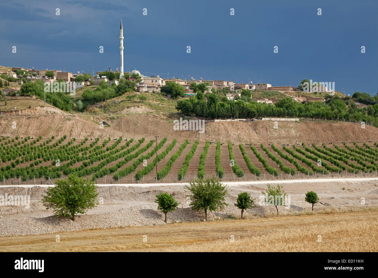 Viña y minarete en aldea rural en Anatolia, Turquía Foto de stock
