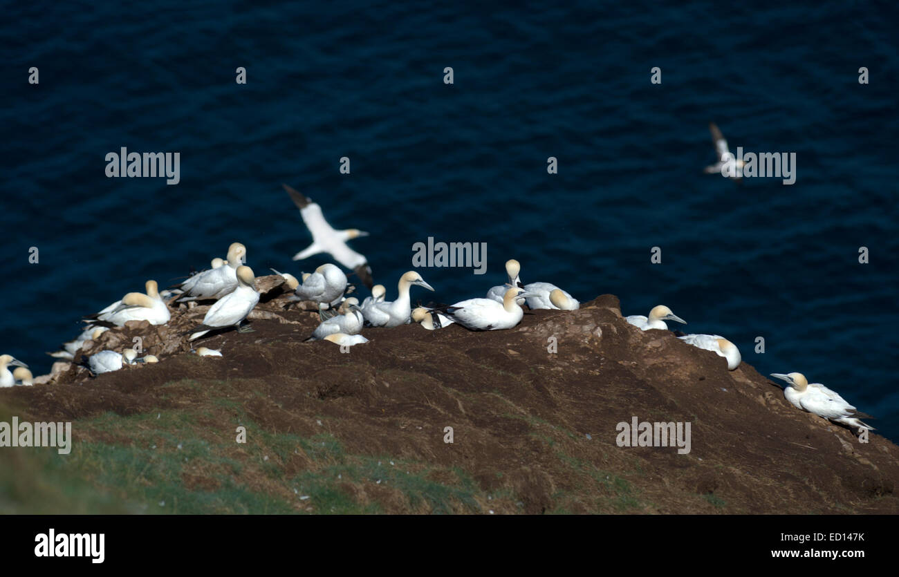 Magnífico alcatraces en Troup Cabeza en Aberdeenshire, donde más de 150.000 aves de cría visitar durante los meses de verano Foto de stock