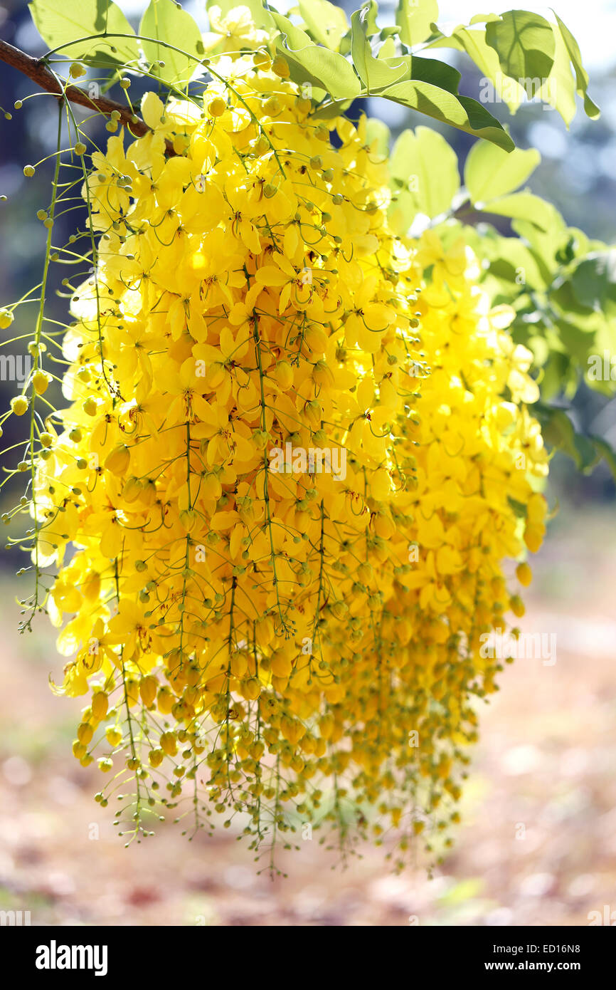 Montón de hermosa exótica acacia amarilla en una rama en los trópicos  Fotografía de stock - Alamy