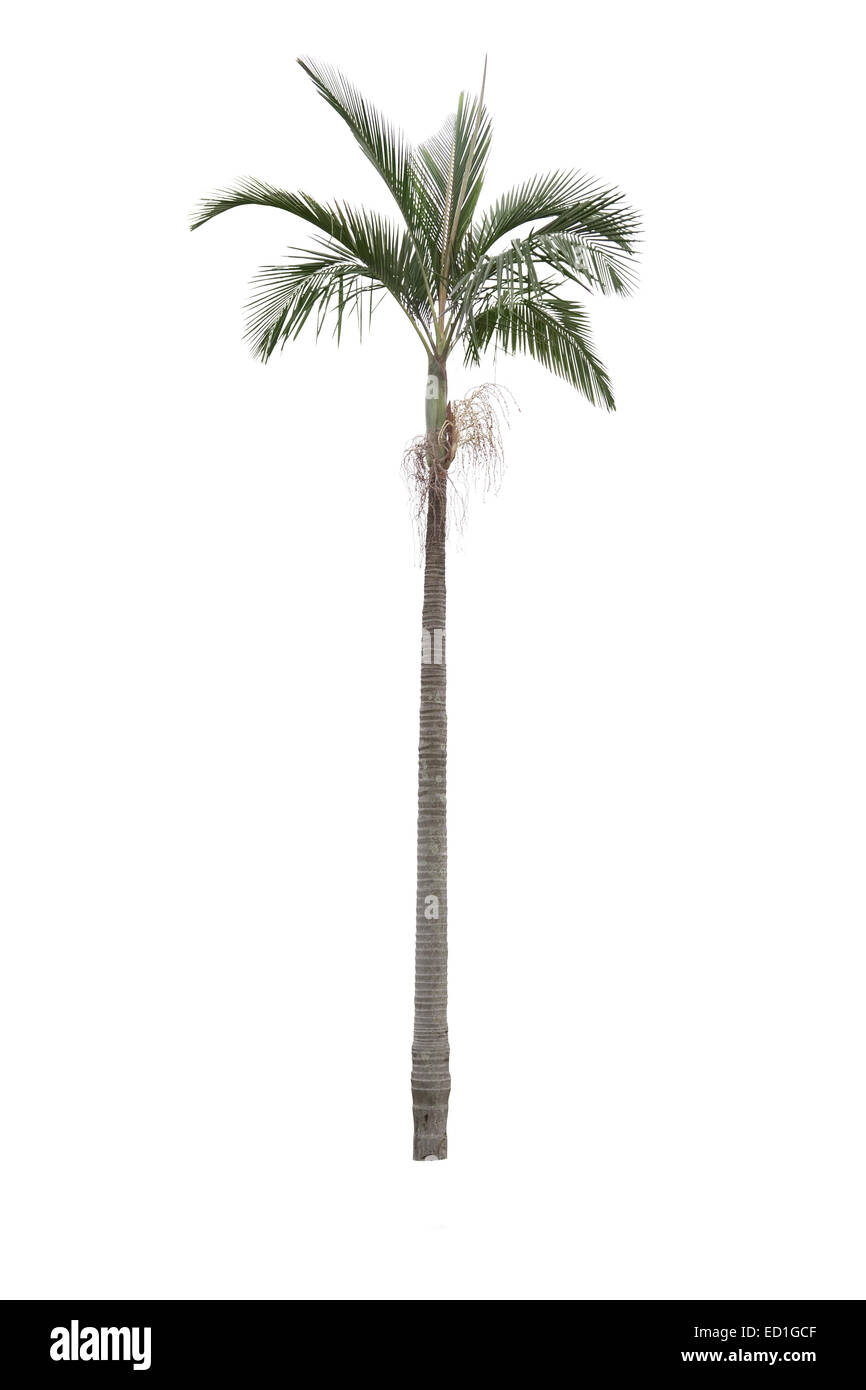 Palm Tree aislado sobre fondo blanco. Foto de stock