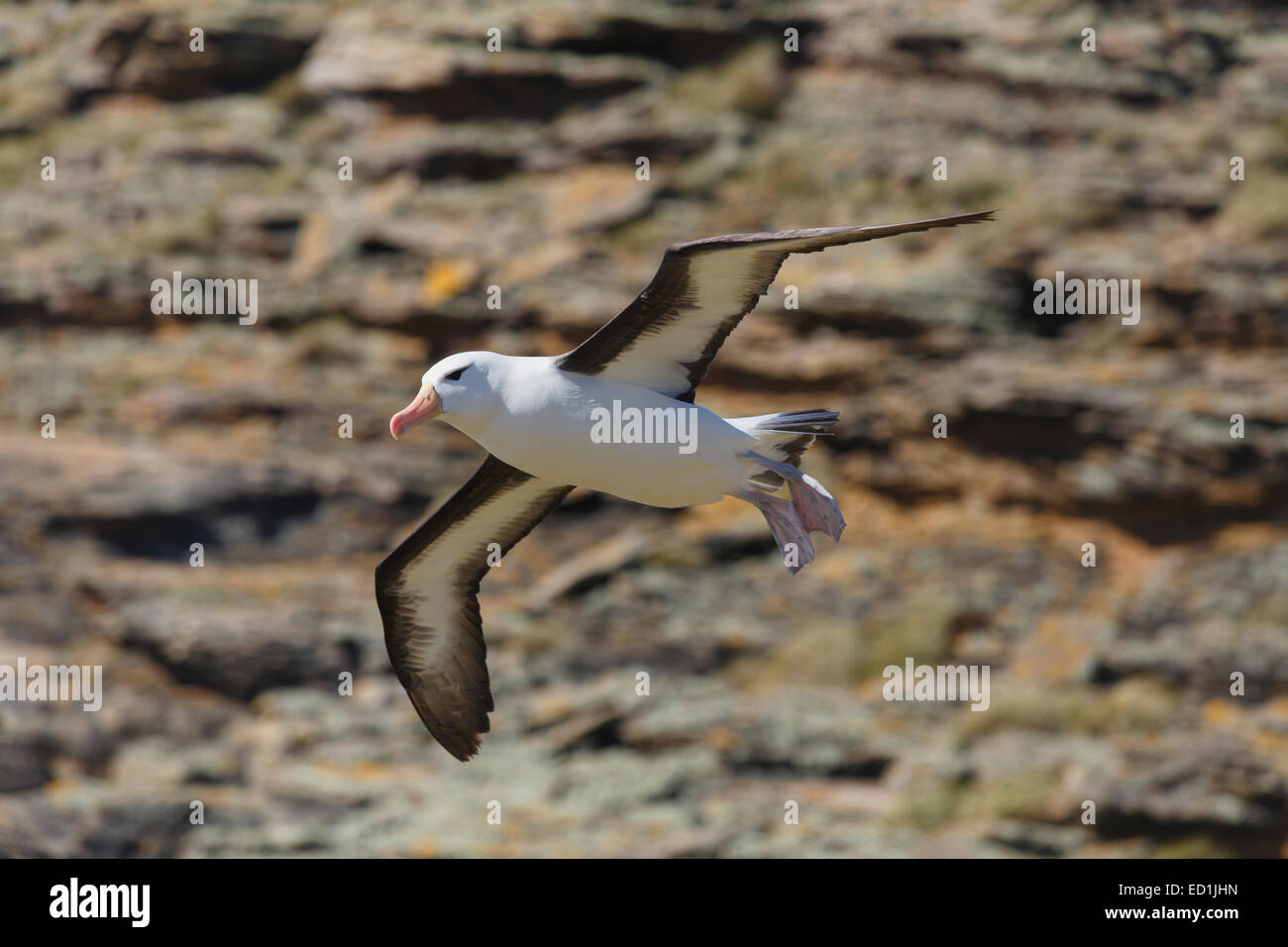 El albatros de ceja negra, New Island Conservation Trust New Island, Islas Malvinas. Foto de stock