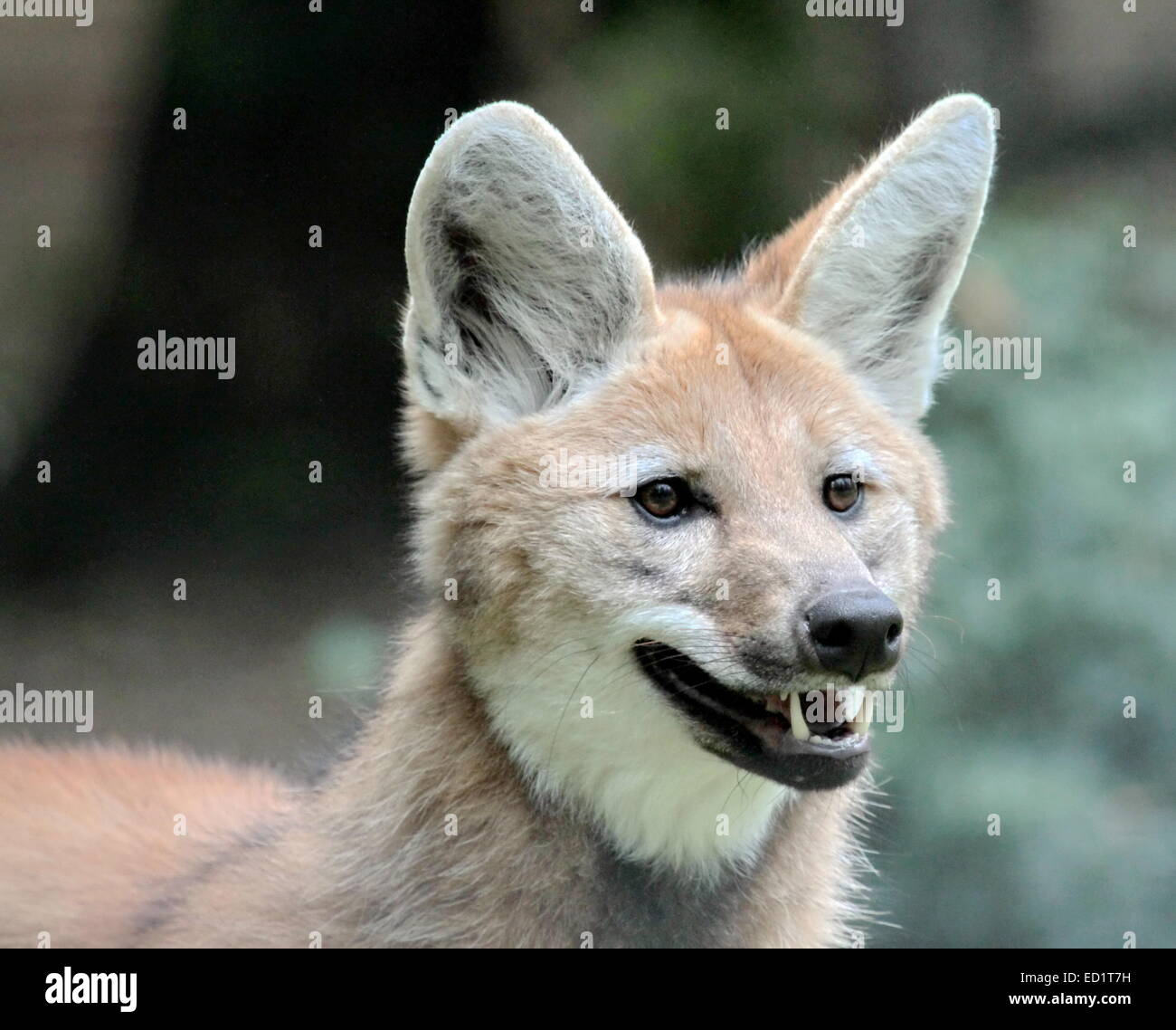 El lobo de crin (Chrysocyon brachyurus) retrato boca abierta Fotografía
