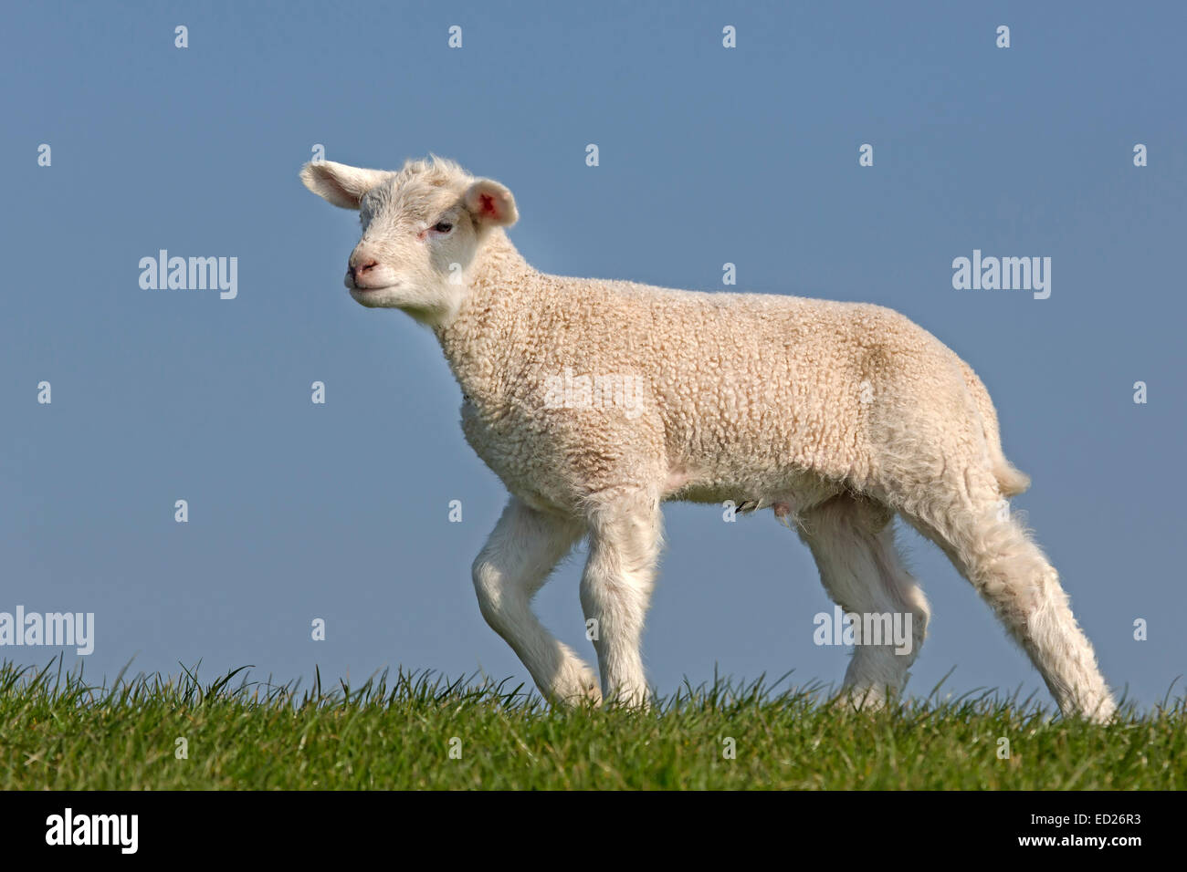 Los animales jóvenes ovejas, Frisia septentrional, Schleswig-Holstein, Alemania, Europa Foto de stock