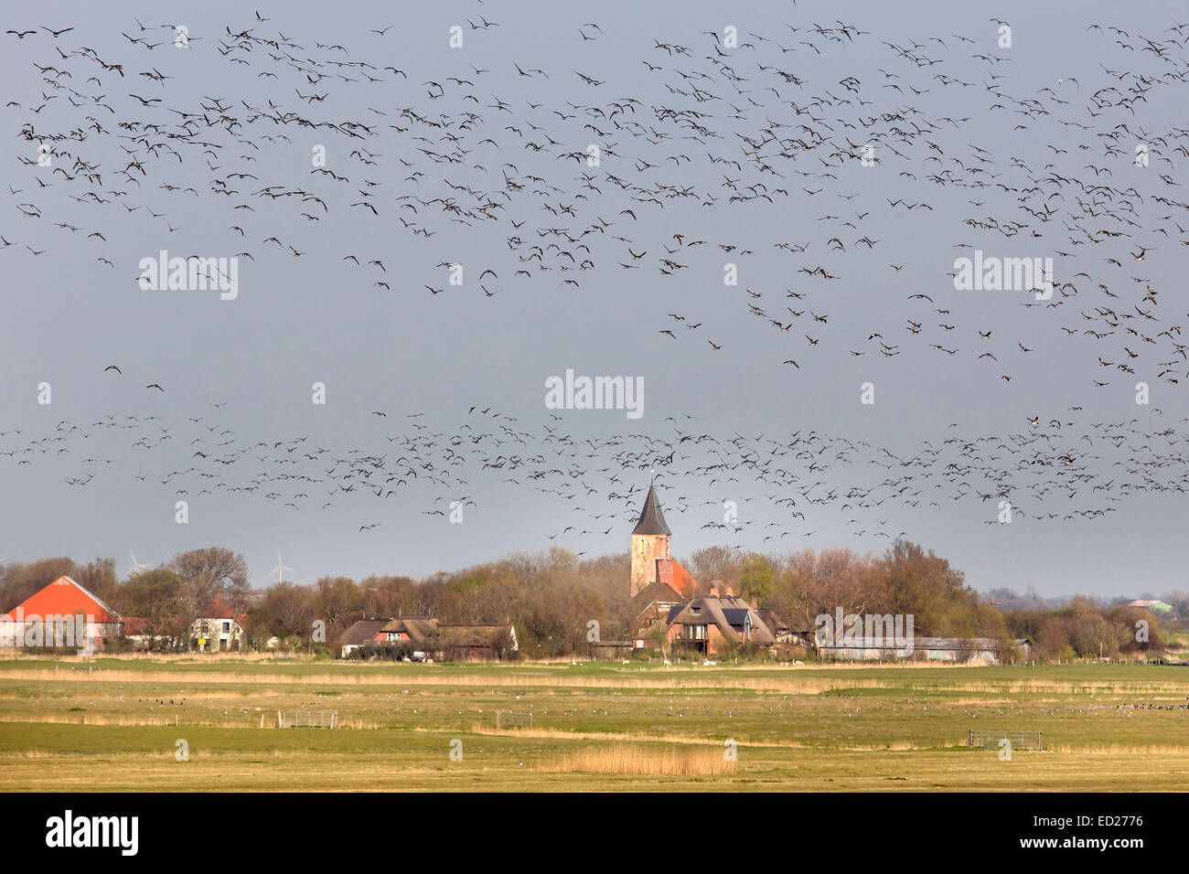 Enjambre de gansos en Westerhever, Frisia septentrional, Alemania, Europa Foto de stock
