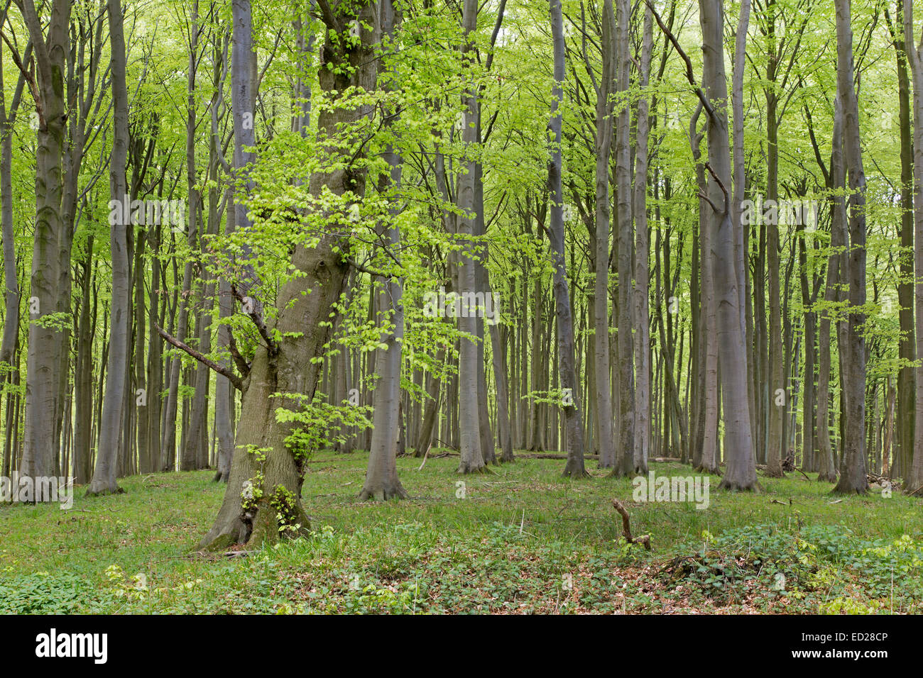 Bosque de hayas (Fagus sylvatica), el bosque en primavera, el Parque Nacional de Jasmund, Sitio del Patrimonio Mundial de la UNESCO, Rügen, Alemania Foto de stock