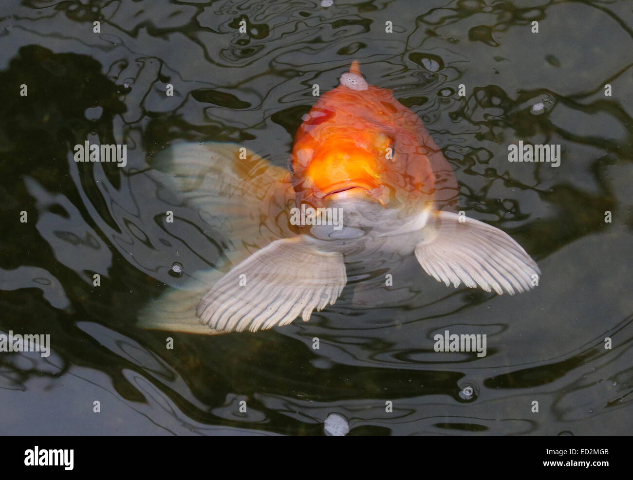 Naranja y blanco carpas Koi japoneses acercándose a la superficie del agua Foto de stock