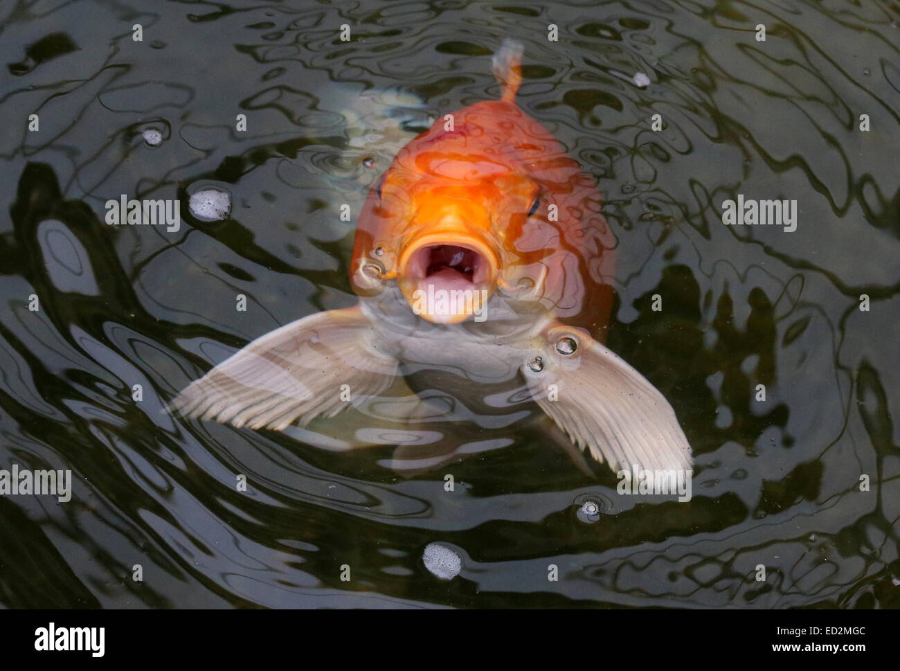 Naranja y blanco carpas Koi japoneses acercándose a la superficie del agua, la boca abierta mientras se alimentan, aletas marcharán Foto de stock