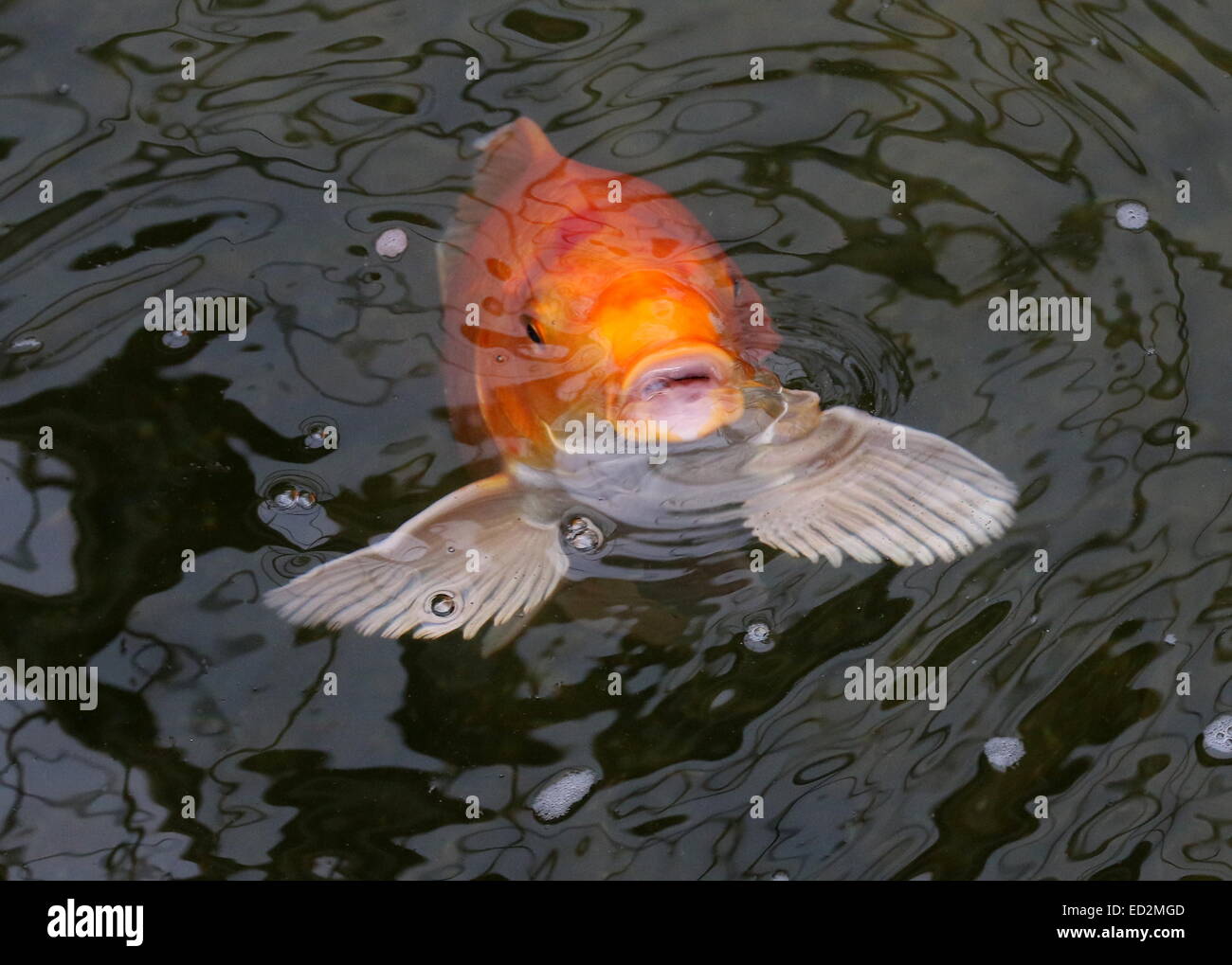 Naranja y blanco carpas Koi japoneses acercándose a la superficie del agua, la boca abierta, aletas marcharán Foto de stock