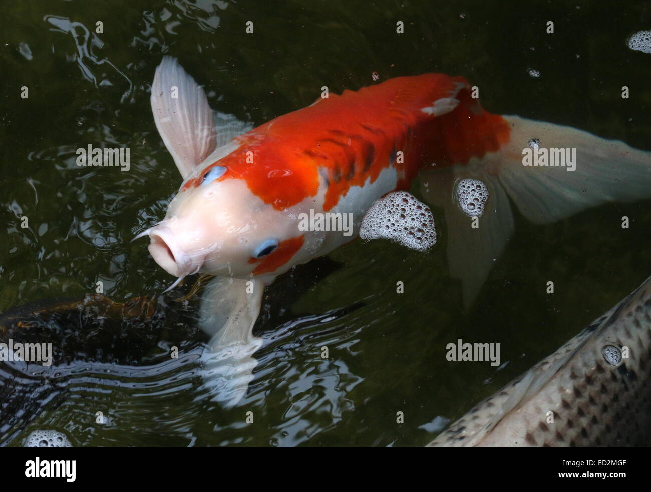 Naranja y blanco con carpas Koi Japoneses blue eye-tapas llegando hasta la superficie del agua, boca abierta Foto de stock