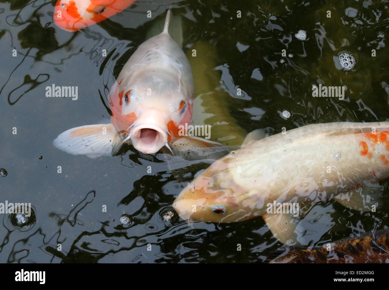Naranja y blanco de remolque carpas Koi japoneses acercándose a la superficie del agua, boca abierta Foto de stock