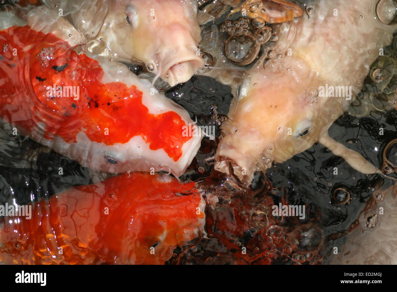 Frenesí de alimentación con un montón de color naranja y blanco carpas Koi japoneses acercándose a la superficie del agua Foto de stock