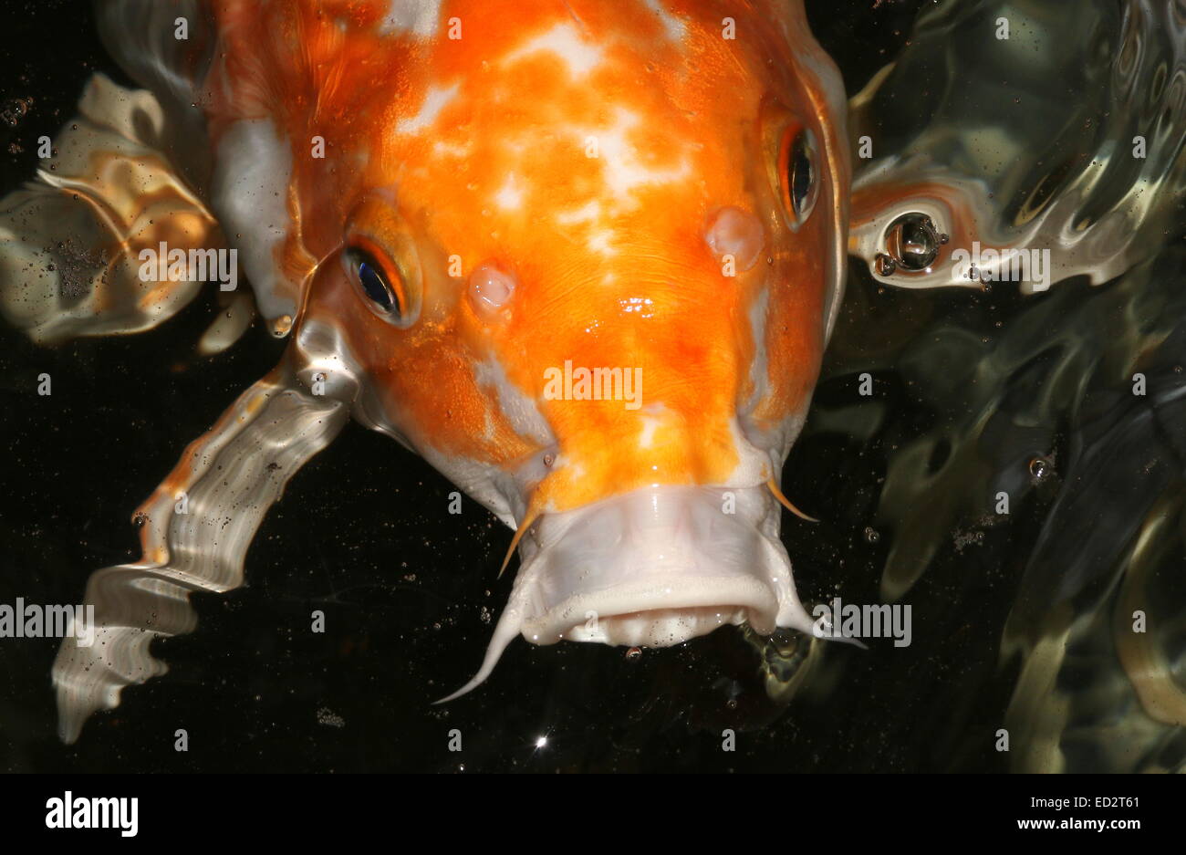 Cerrar=de una naranja y blanco carpas Koi japoneses acercándose a la superficie del agua, boca abierta Foto de stock