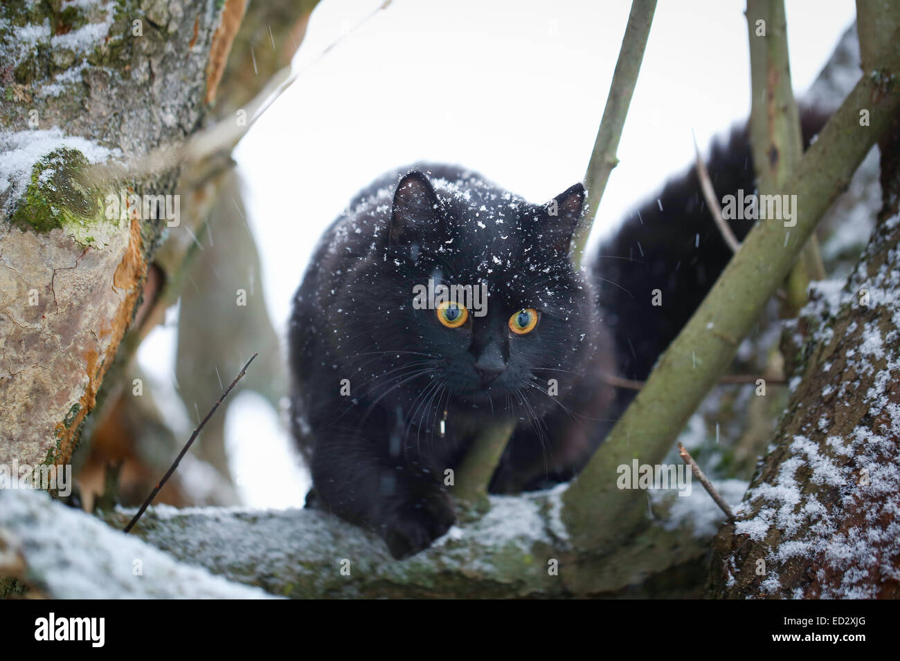 Gato negro juega en el exterior, en un día de nieve Foto de stock