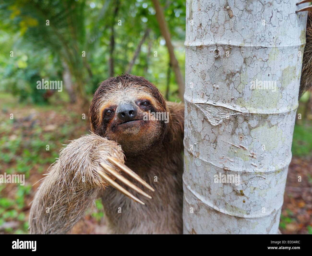 Retrato de marrón-throated perezoso de tres dedos en un árbol, Panamá, América Central Foto de stock