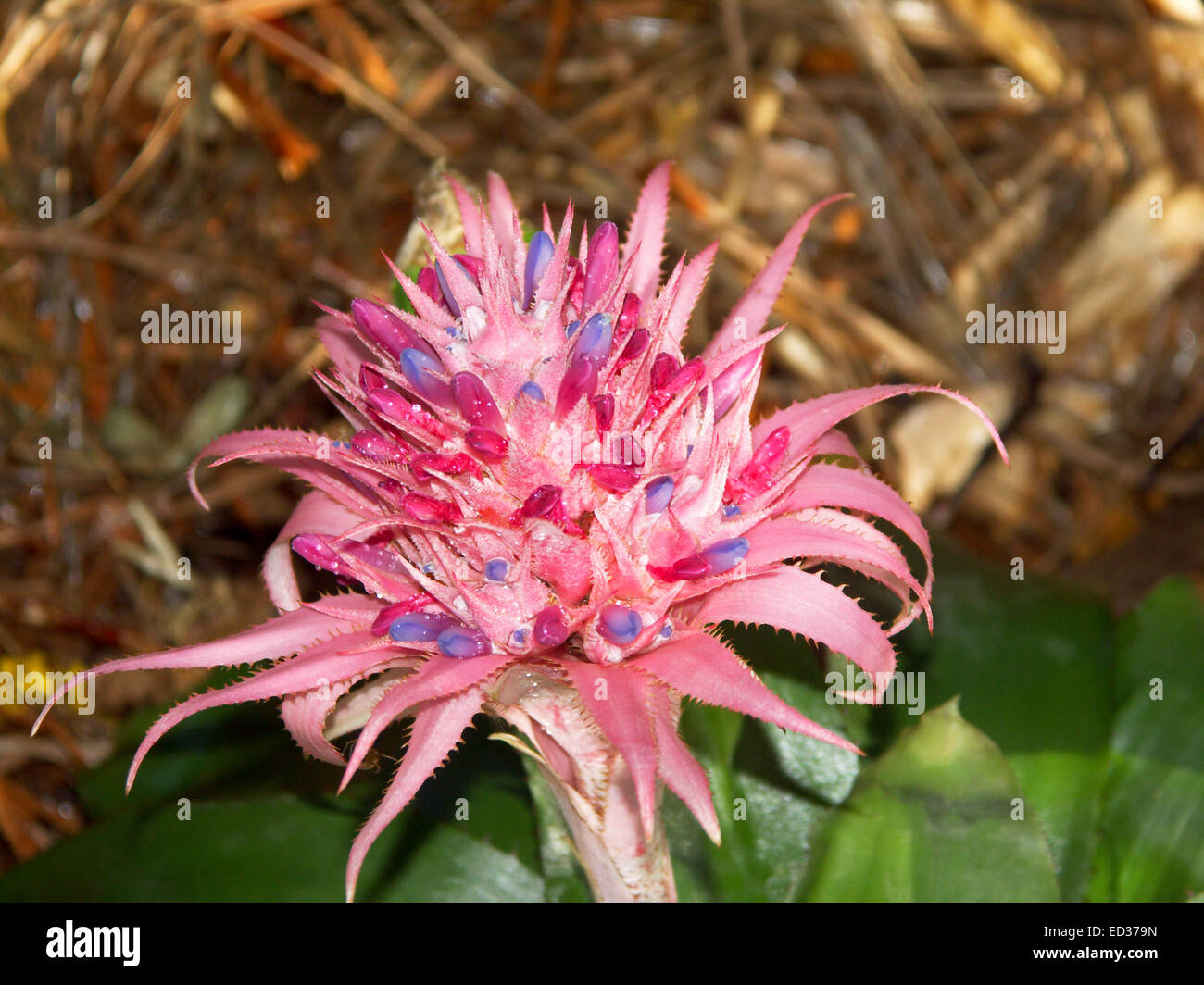 Gran impresionante la cabeza de la flor de bromelia, Aechmea fasciata, con  diminutas flores de color malva rosa vivo rodeado por brácteas y hojas  verdes Fotografía de stock - Alamy