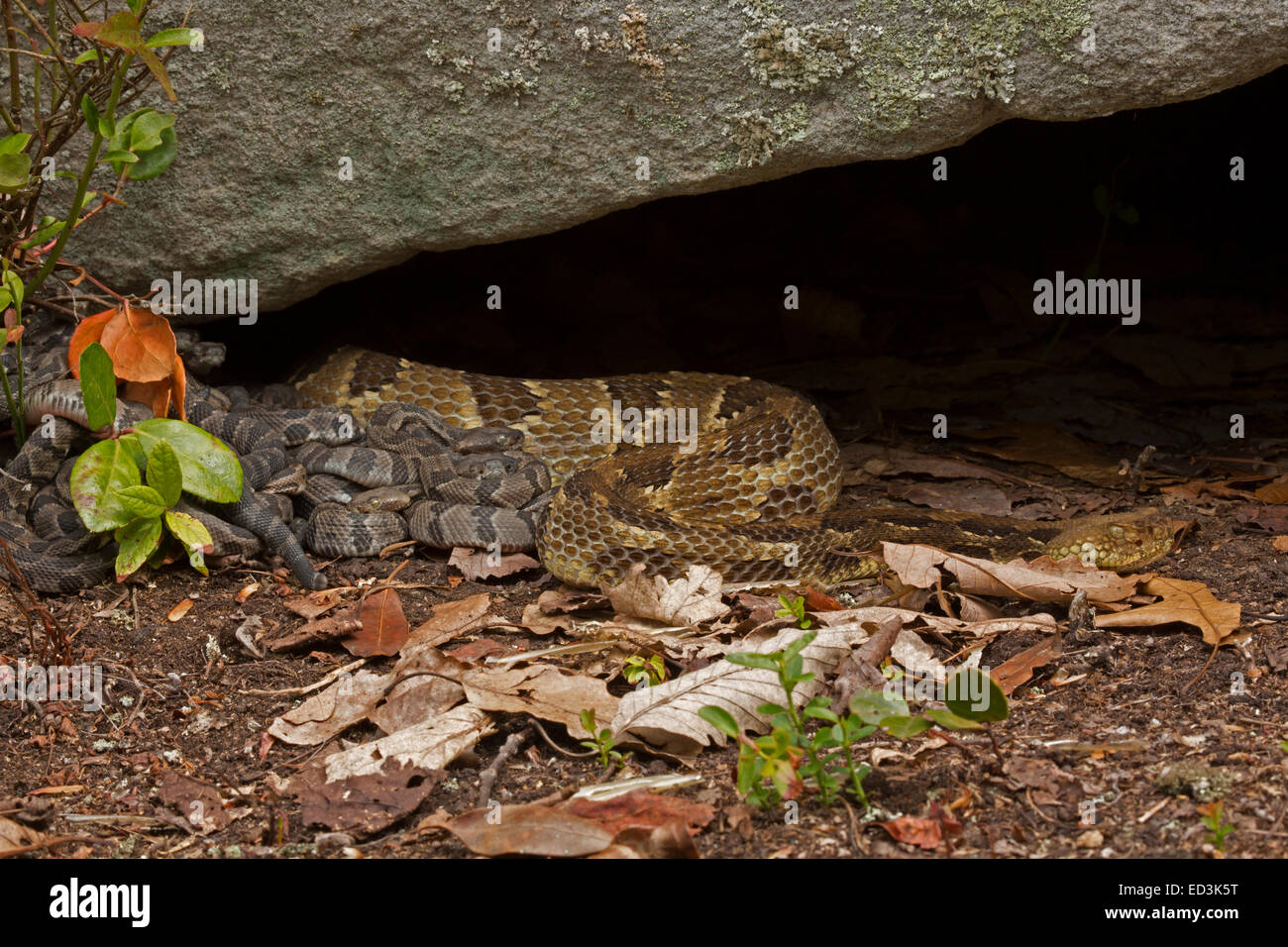 La serpiente de cascabel del bosque, nacido con la joven hembra adulta, Pennsylvania Foto de stock