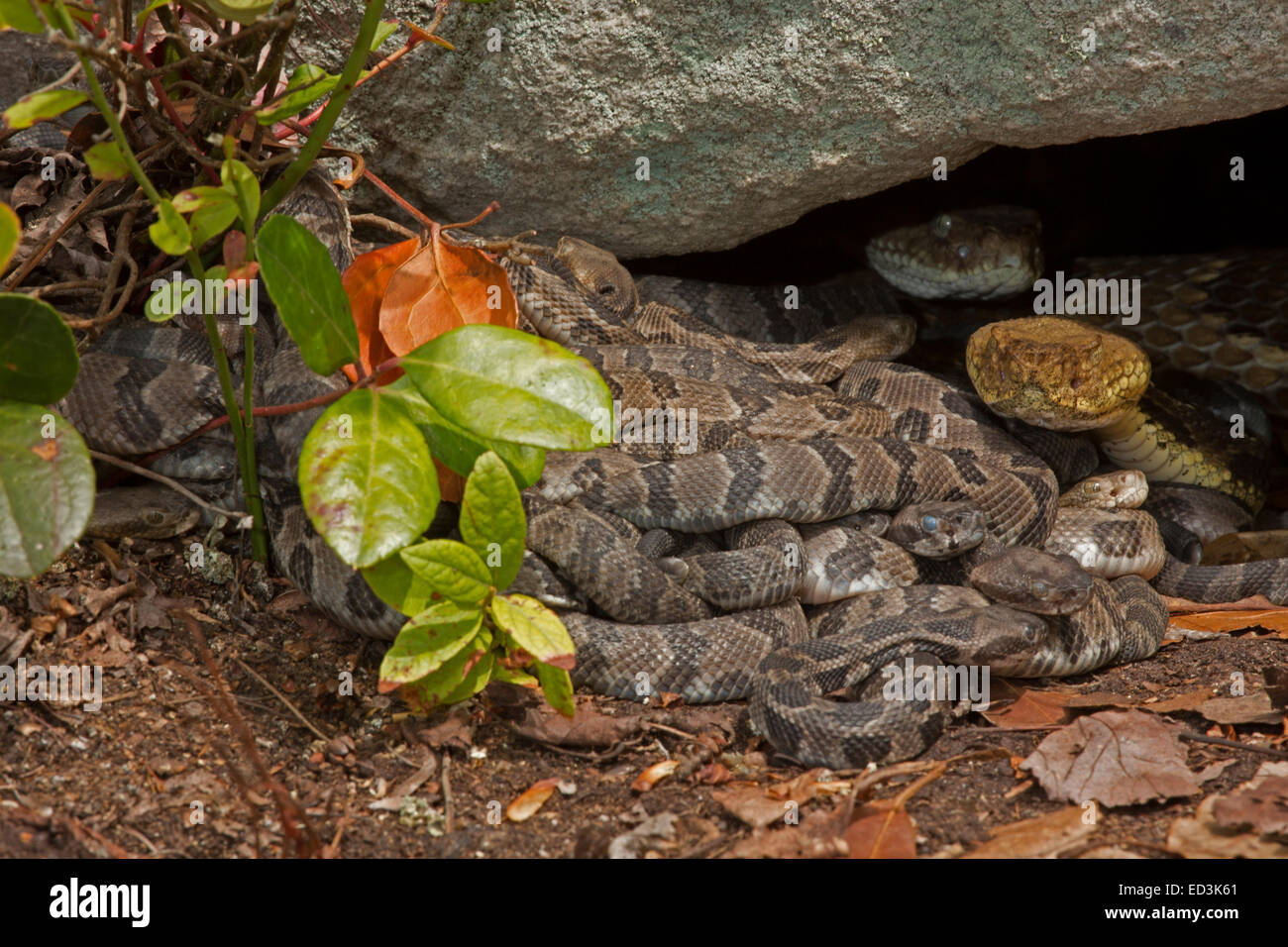 La serpiente de cascabel del bosque, nacido con la joven hembra adulta, Pennsylvania Foto de stock