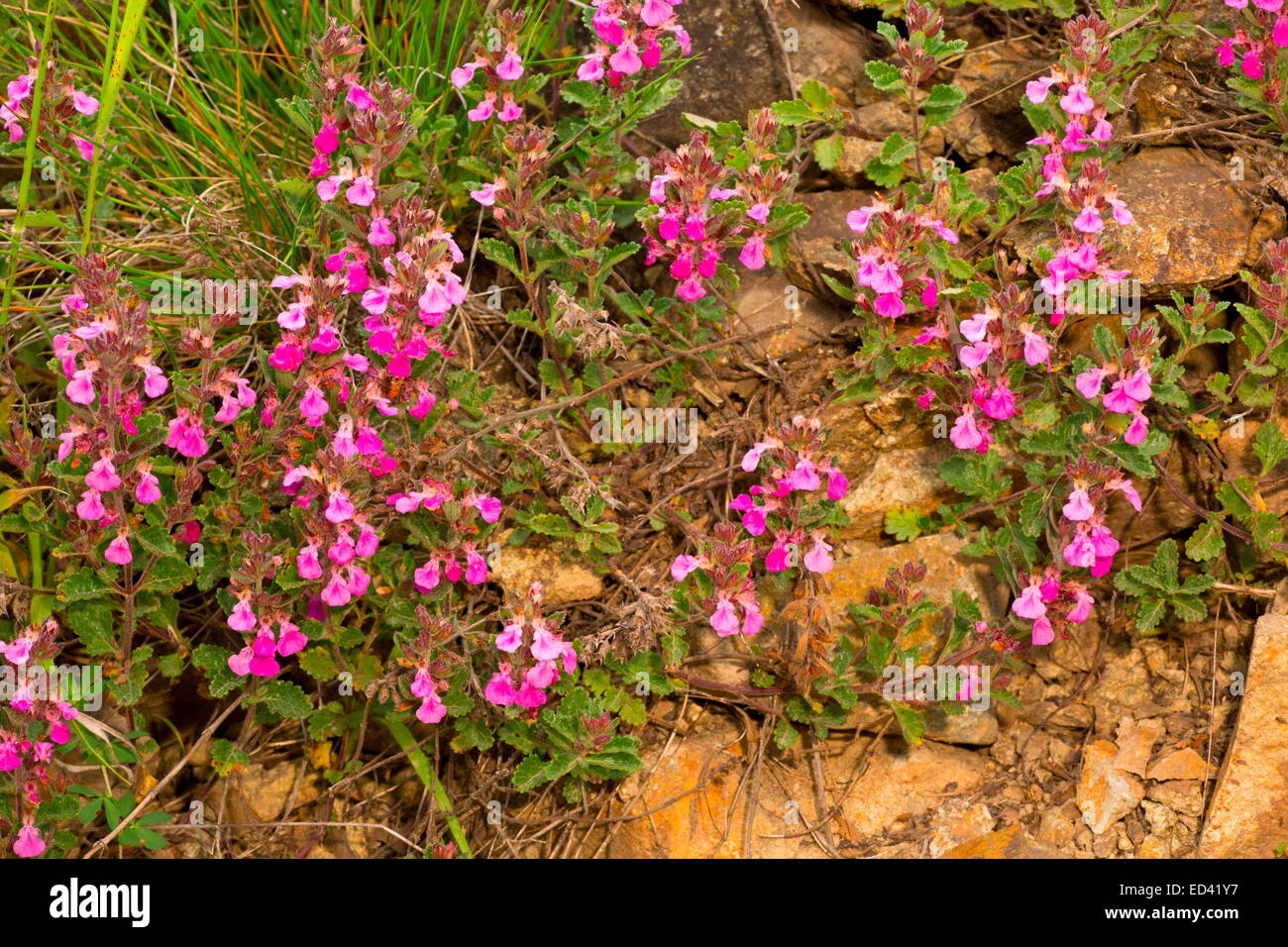 Camedrio Teucrium chamaedrys Wall, en flor. Turquía Foto de stock