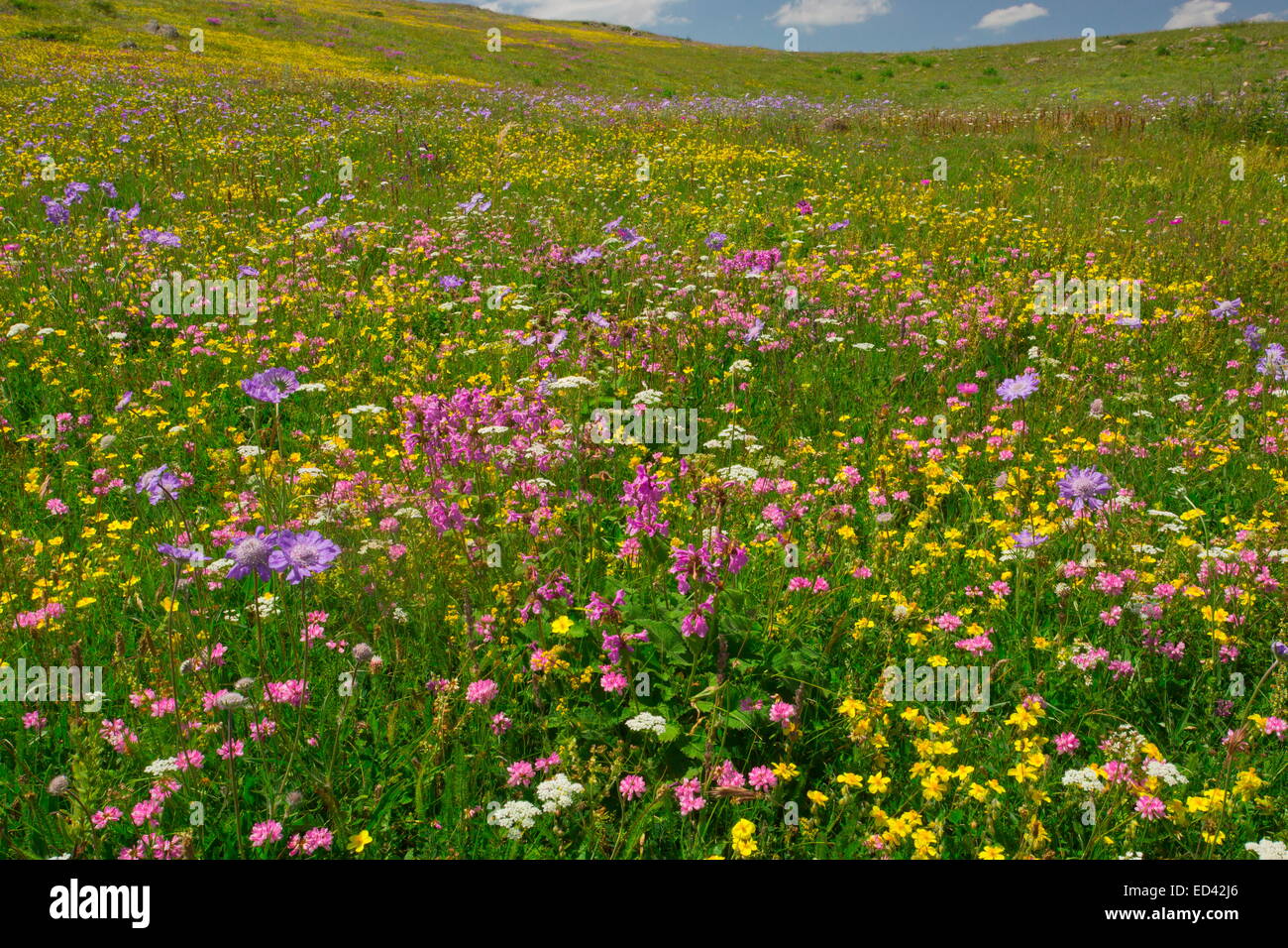 Espectacularmente floridos prados a unos 6500 pies (2000 m) en la leva pase, en el noreste de Turquía Foto de stock