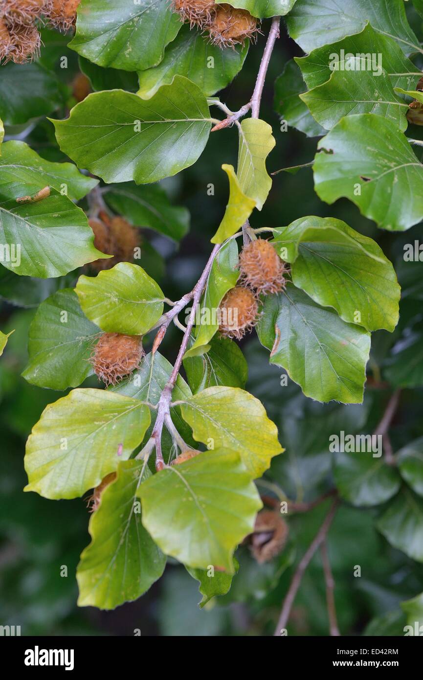 Unión Beech - Común - Beechnut haya (Fagus sylvatica) de frutas en otoño Foto de stock