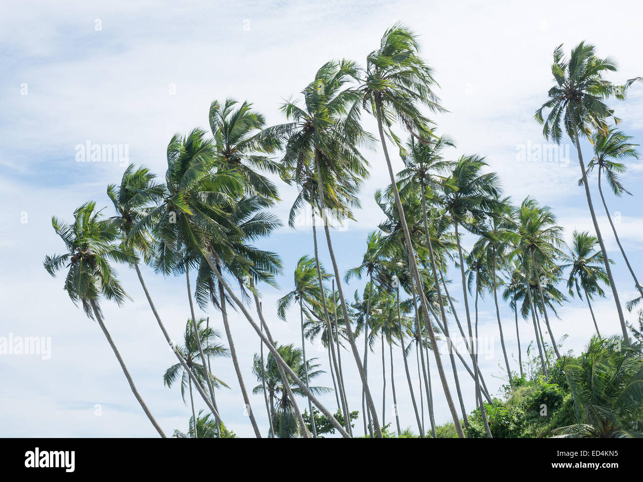 Cocoteros y un cielo nublado, la provincia meridional de Sri Lanka, en Asia. Foto de stock