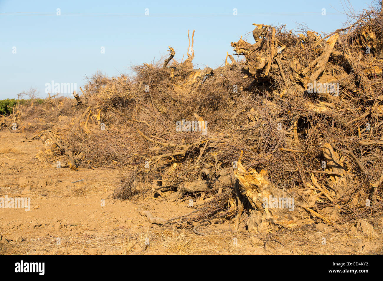 Arrancada de olivos que ya no tienen agua para regar cerca de Bakersfield, California, Estados Unidos. Tras una larga sequía de cuatro años sin precedentes, Bakersfield es ahora la ciudad más seco en los Estados Unidos. La mayoría de California está en sequía excepcional, el nivel más alto de clasificación de la sequía. 428,000 acres de tierras agrícolas han sido sacados de la producción debido a la falta de agua, miles de trabajadores agrícolas han perdido sus empleos y un tercio de todos los niños en California se van a dormir con hambre. Foto de stock