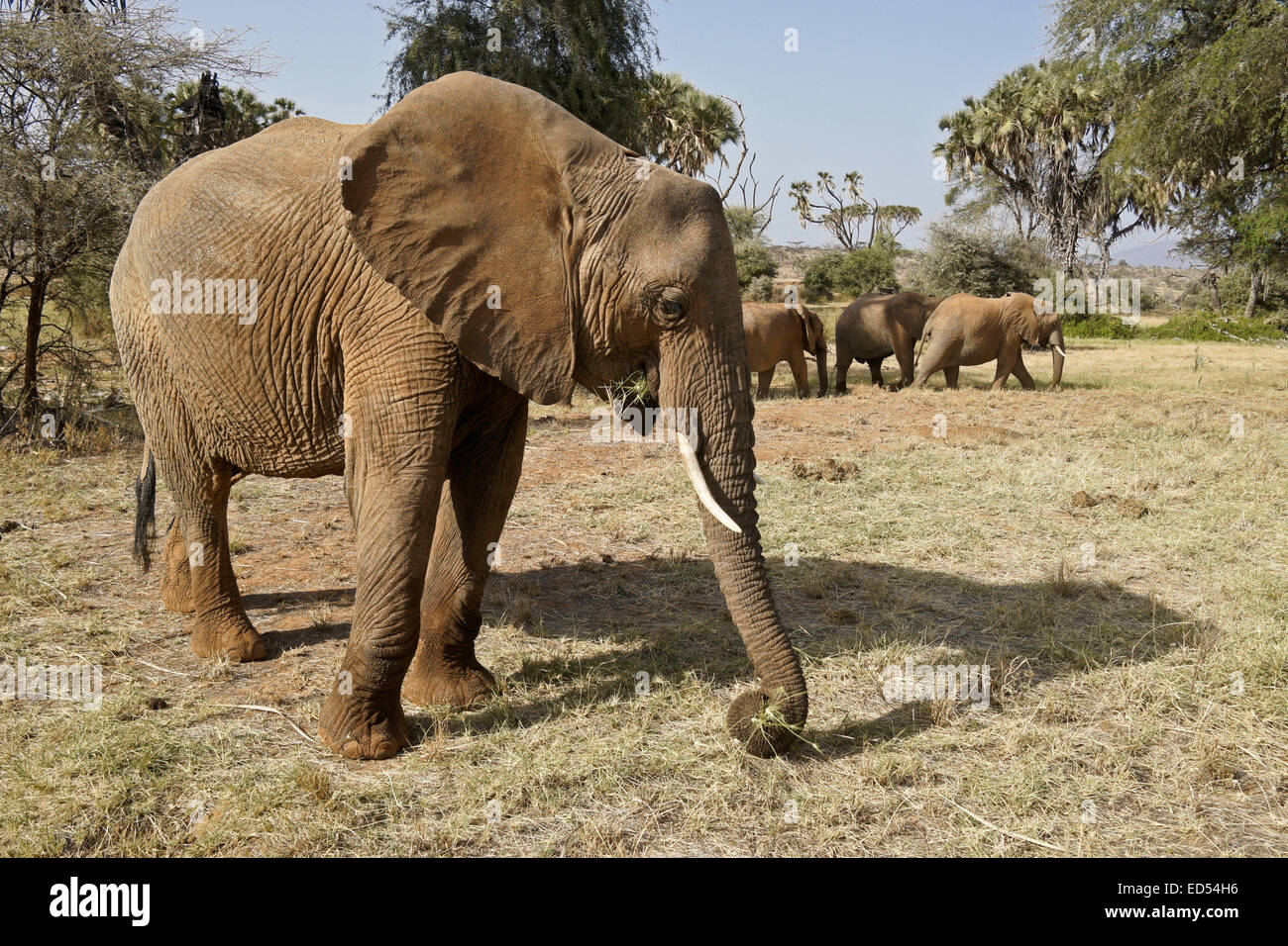Los elefantes rozando por el río, Samburu, Kenia Foto de stock