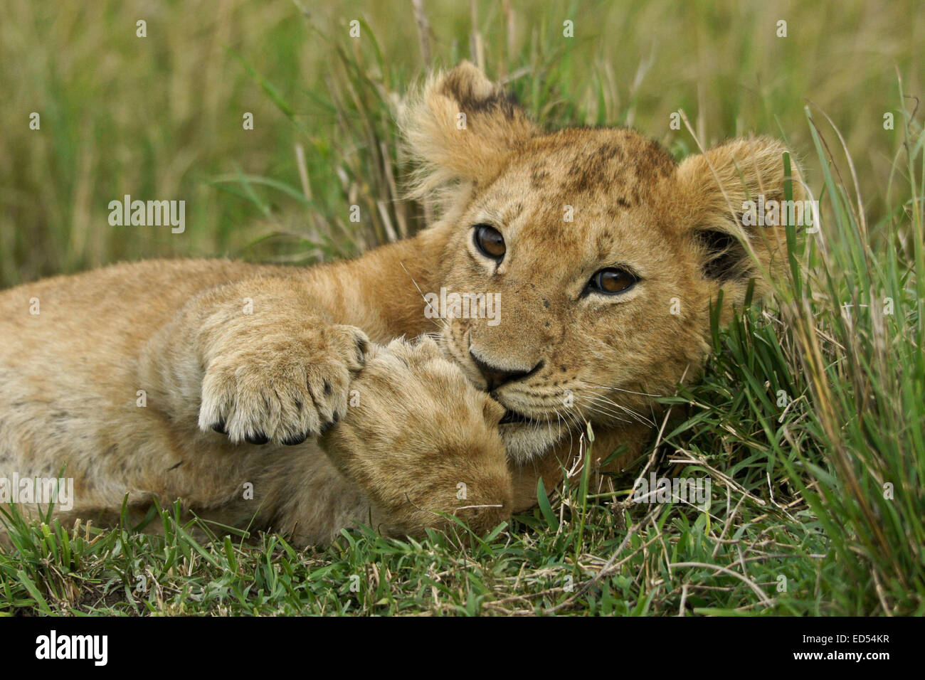 Cachorro de león en el césped, el Masai Mara, Kenya Foto de stock
