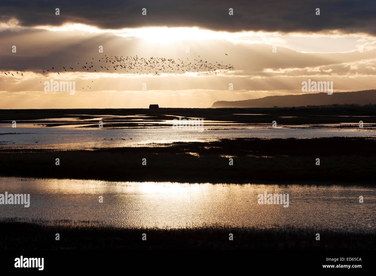 La reserva natural de Rye Harbour, una noche de invierno, con la bandada de pájaros y Fairlight acantilados en la distancia Foto de stock