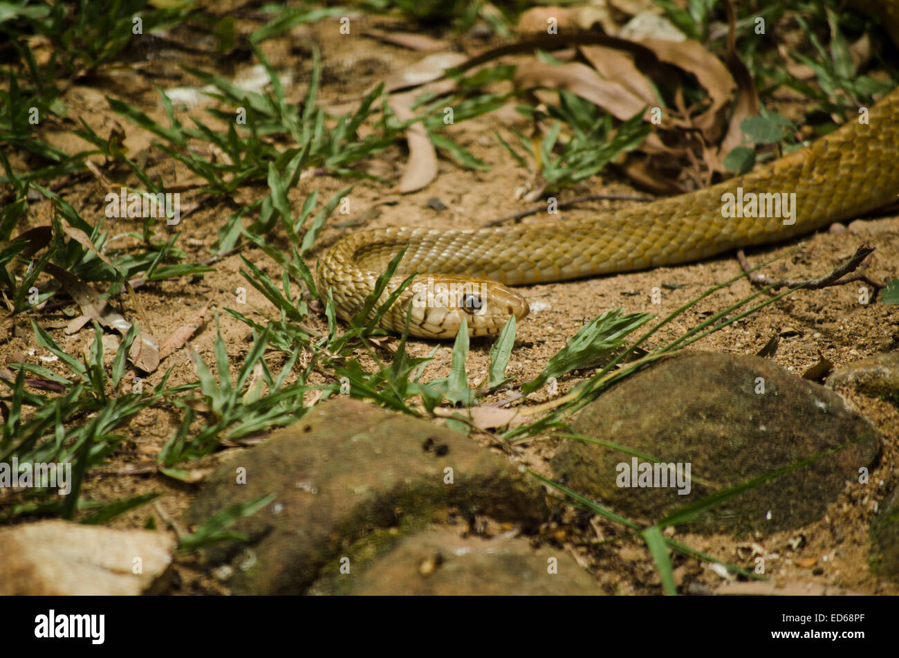Un arrastras rat snake en movimiento sobre el suelo. Foto de stock