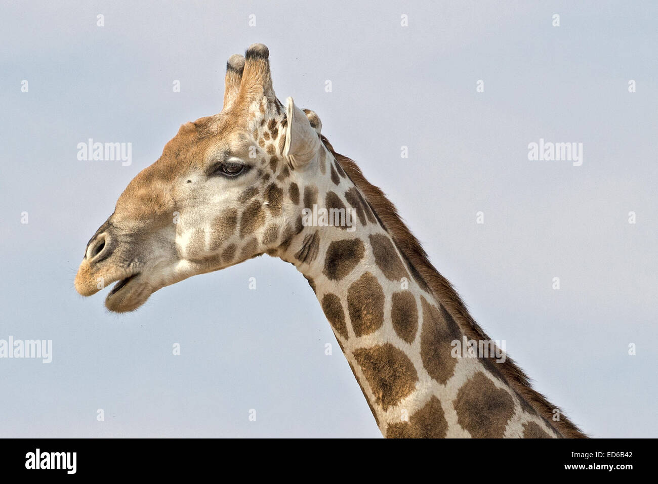 Giraffe macho (Giraffe angoleña) con mejilla abultada de masticar, Parque Nacional Augrabies Falls, Namaqualand, Cabo Norte, Sudáfrica Foto de stock