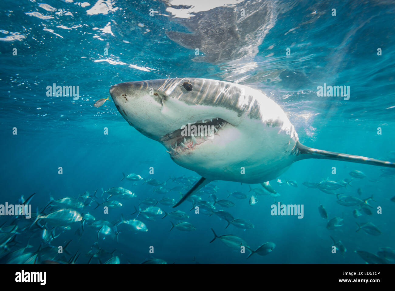 Gran Tiburón Blanco - 1 Foto de stock