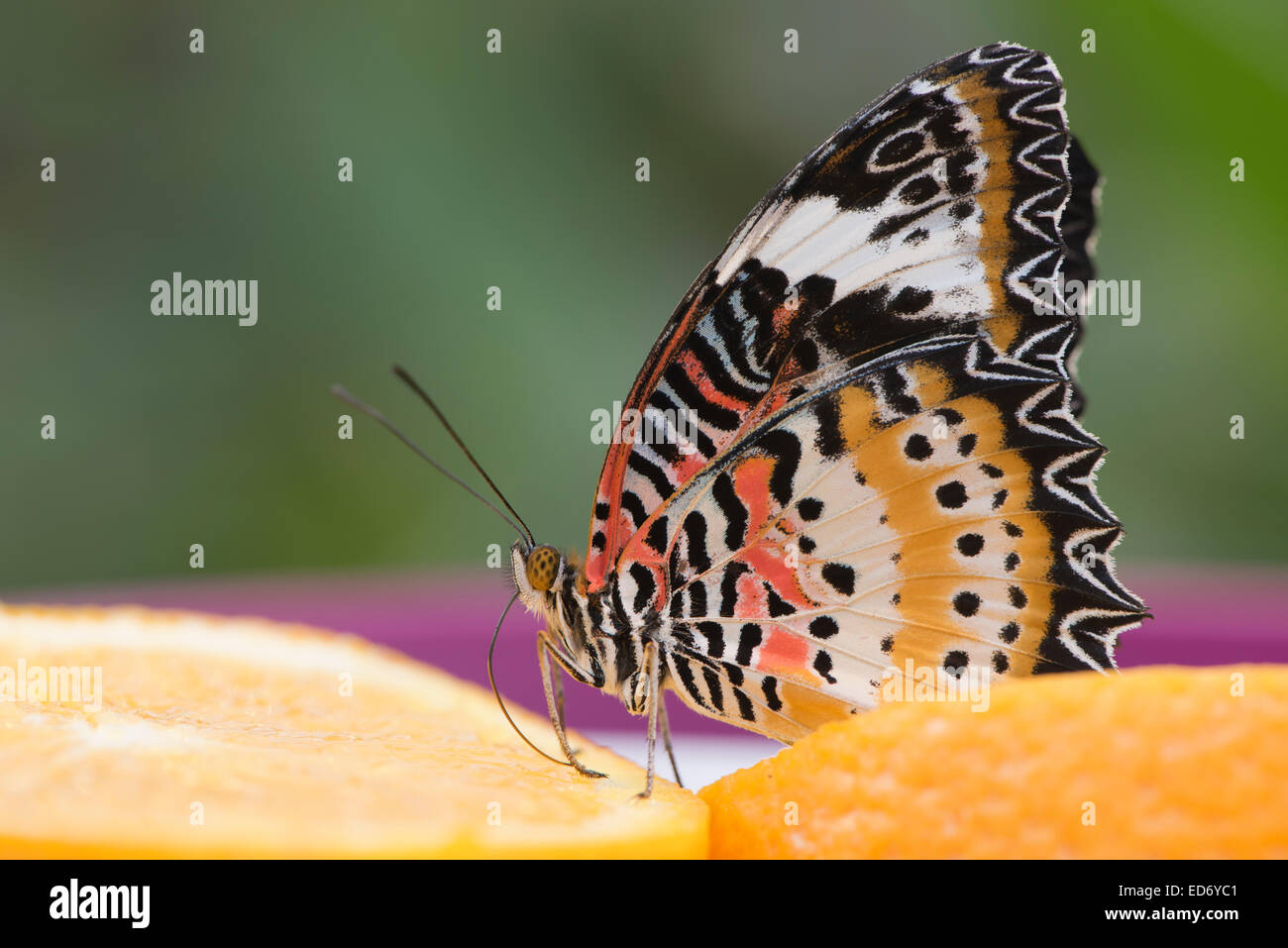 Leopard Crisopa (Cethosia cyane), cautiva, Emsland, Baja Sajonia, Alemania Foto de stock