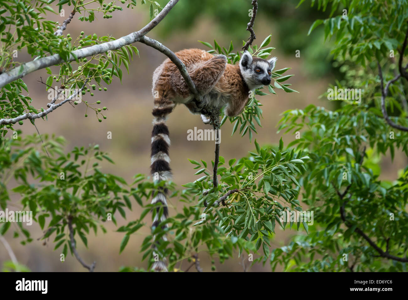 Lémur de cola anillada (Lemur catta), sobre un árbol, Madagascar Foto de stock