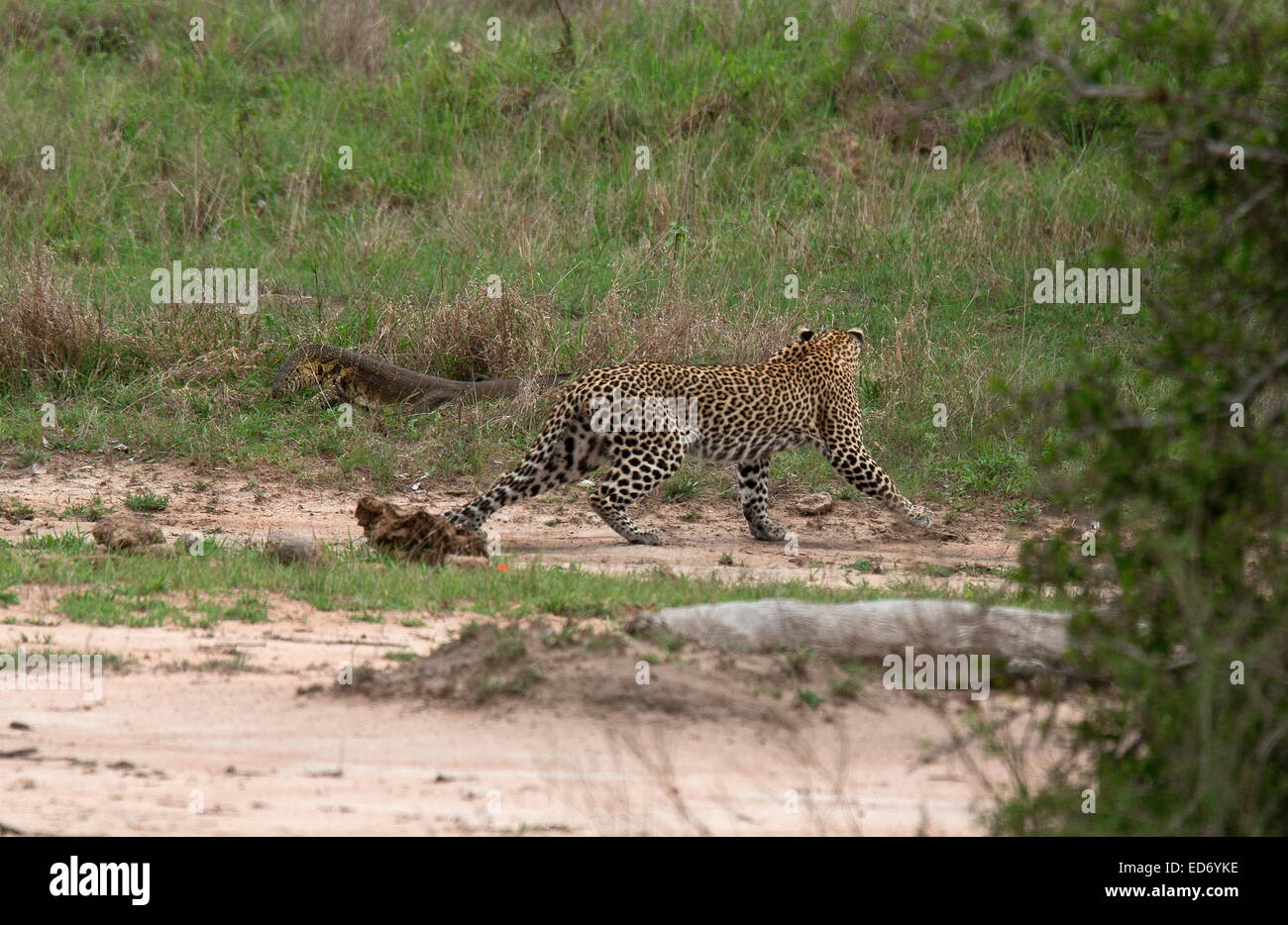 Leopardo Panthera pardus, evitando cuidadosamente un gran monitor del Nilo en el Parque Nacional Kruger, Sudáfrica Foto de stock