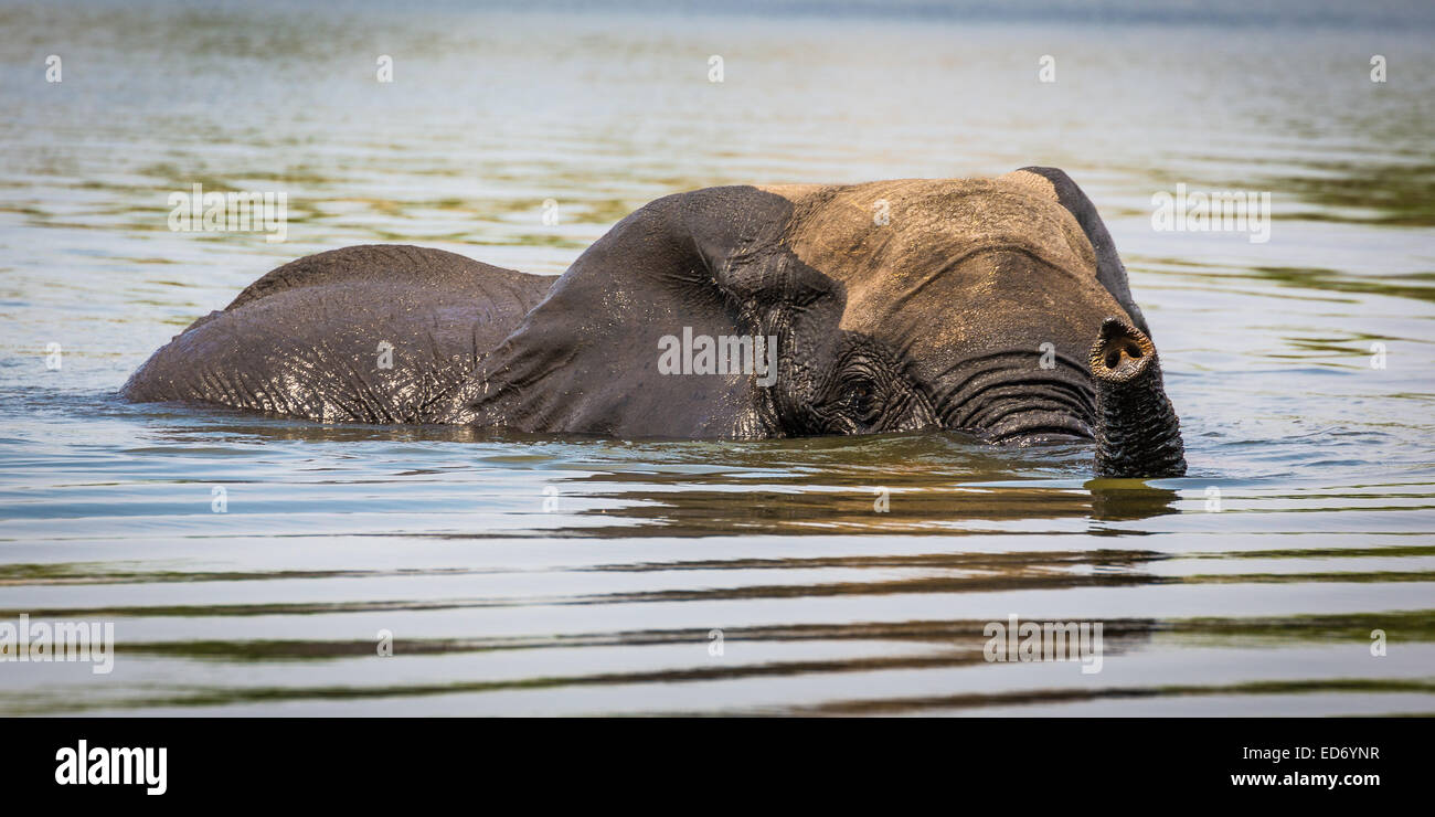 Elefante africano (Loxodonta africana) nadando a través del río Chobe, el Parque Nacional Chobe, Botswana Foto de stock