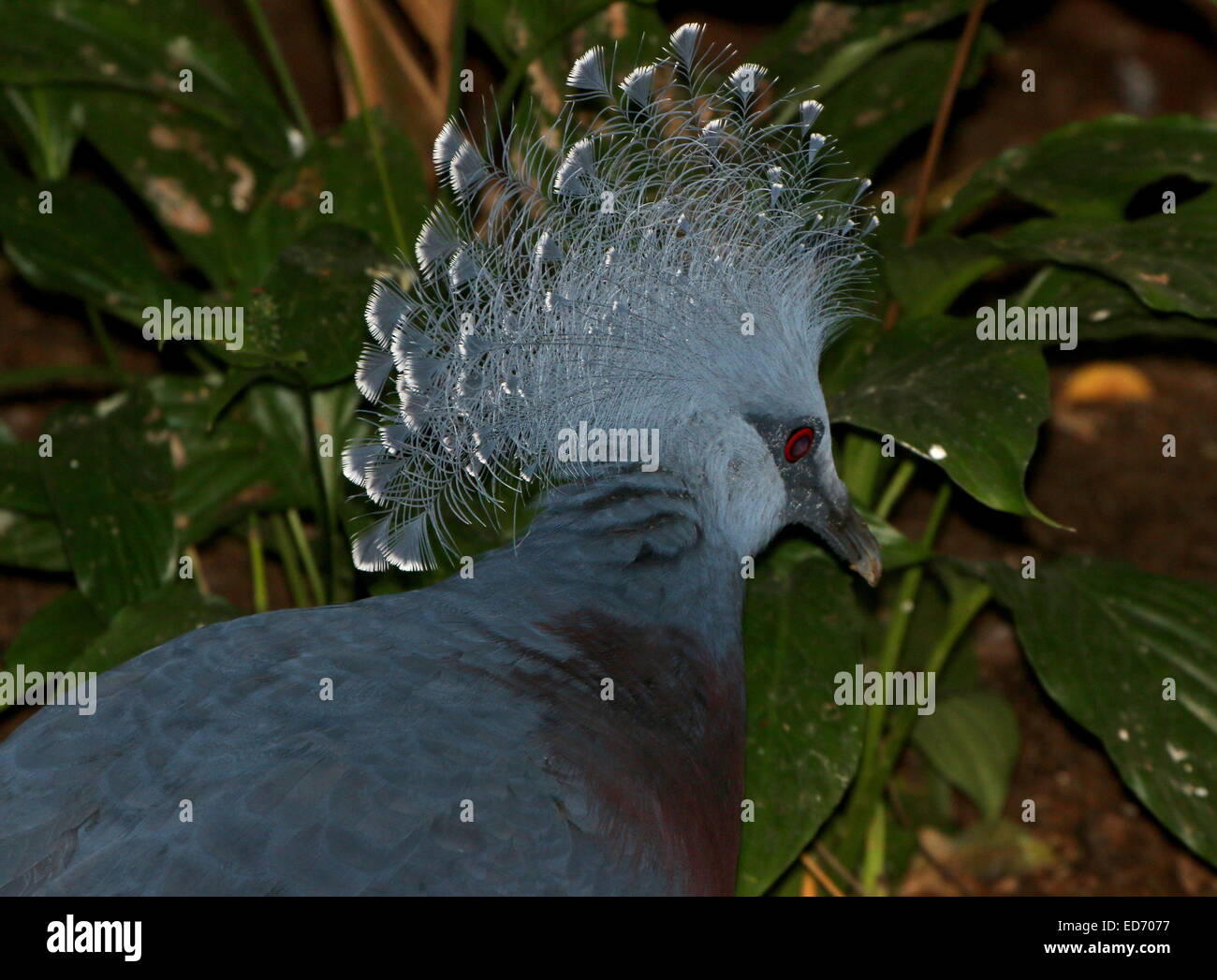 Paloma coronada Goura Victoria (Victoria) cerca de la cabeza y la cresta, visto de perfil Foto de stock