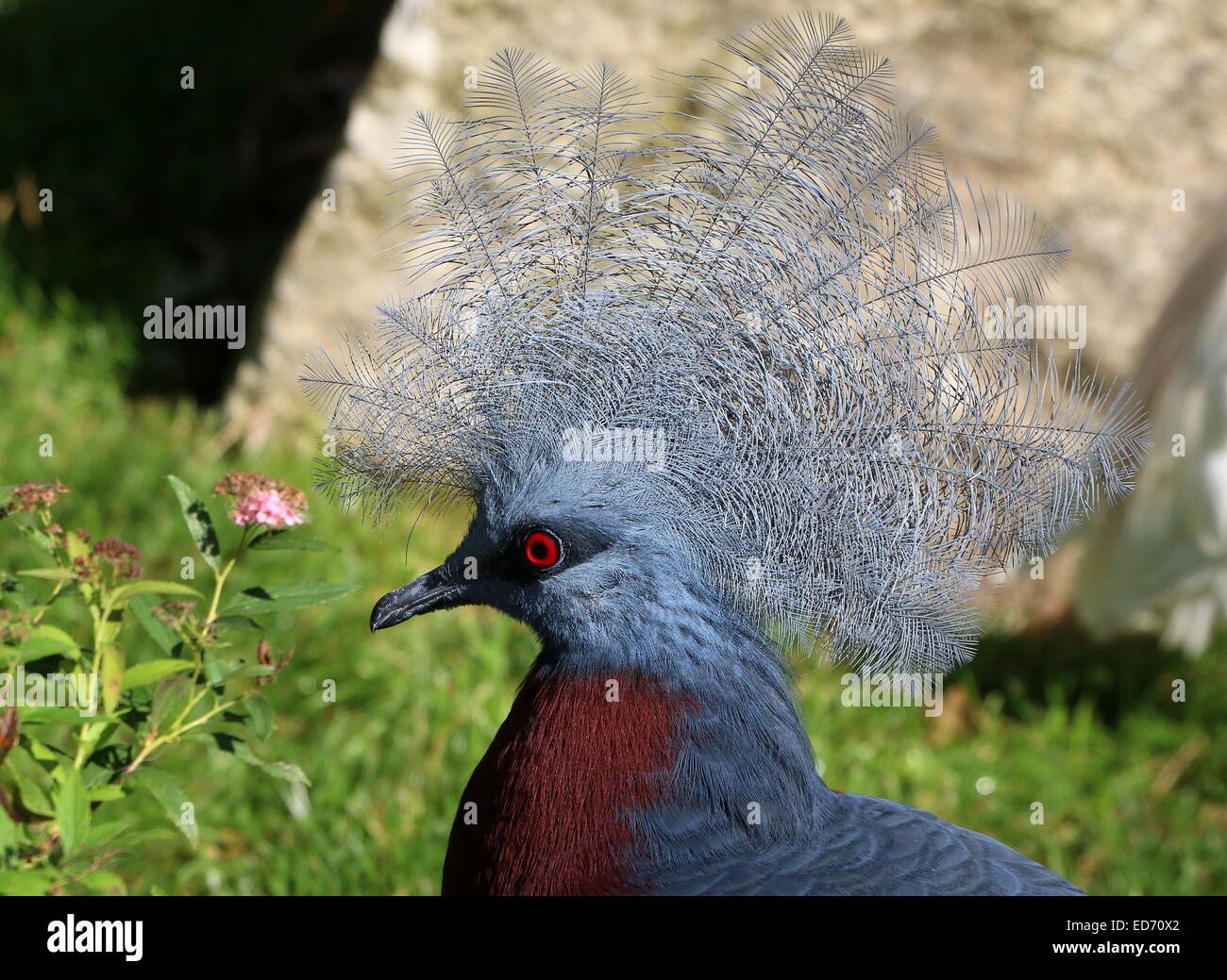 Paloma coronada Goura Victoria (Victoria) cerca de la cabeza y la cresta, visto de perfil Foto de stock