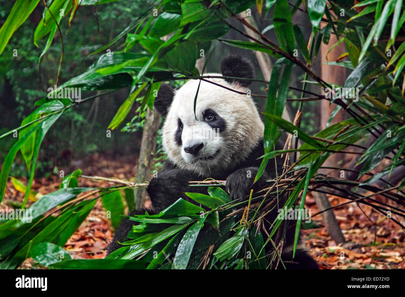 El panda gigante (Ailuropoda melanoleuca) comiendo bambú en la base de investigación Chengdu de cría de pandas gigantes, en la provincia de Sichuan, China Foto de stock
