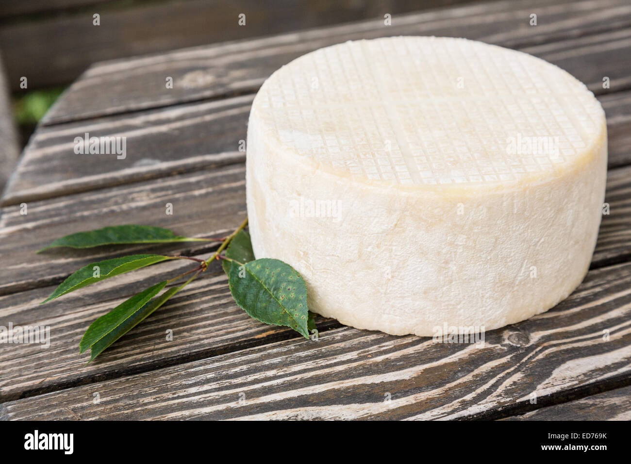 Cabeza grande de queso de cabra acostado sobre una mesa de madera de tableros Foto de stock