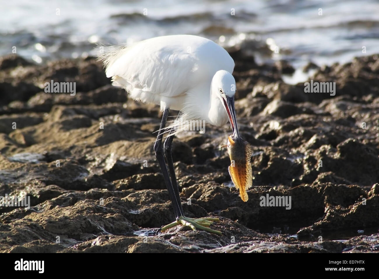 Una garza blanca ave es caminar sobre una playa rocosa, sosteniendo en su boca un pez pequeño. El Heron es acerca de comer a los peces. Foto de stock
